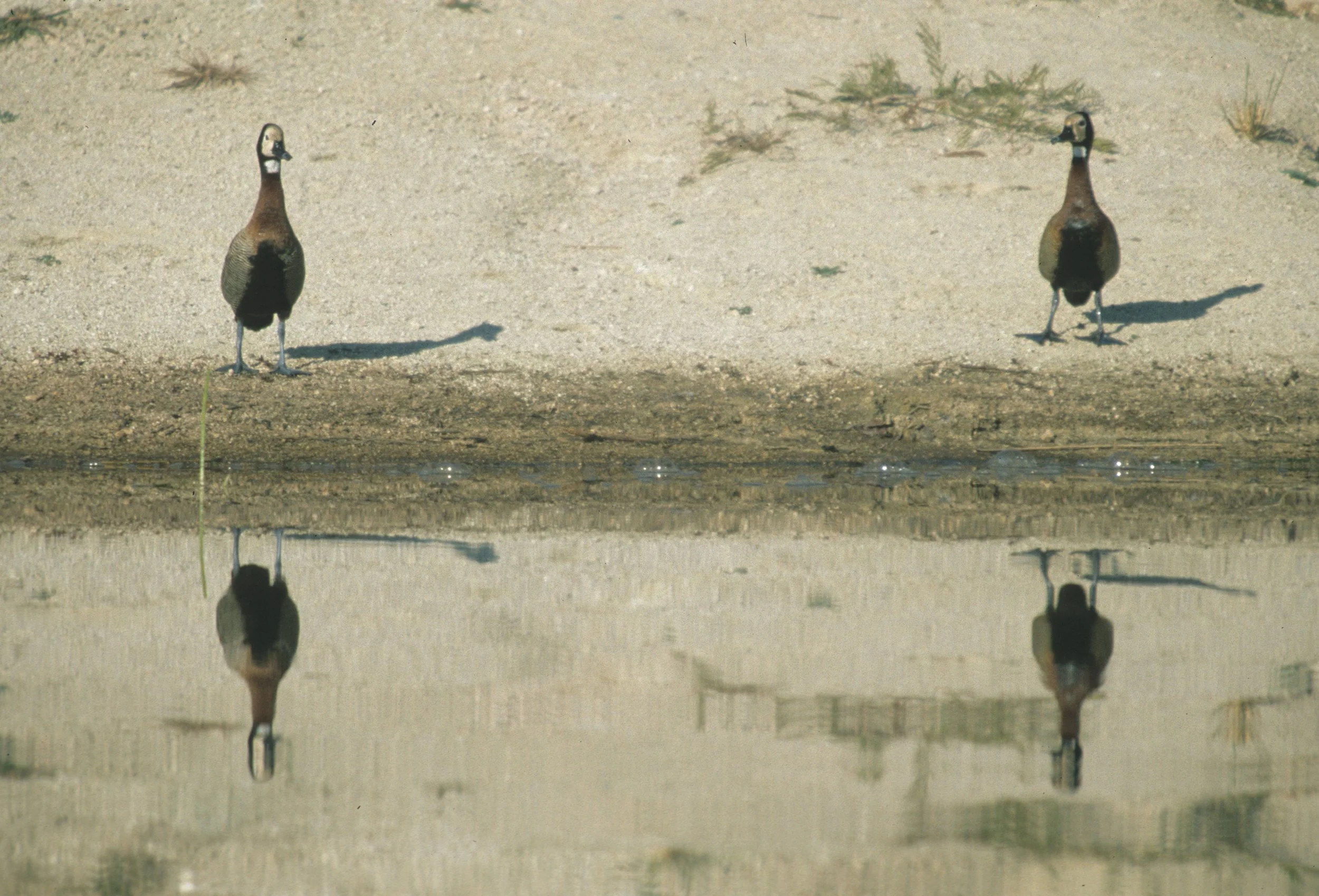 BIRDS - DUCK - WHITEFACED - RSA.jpg