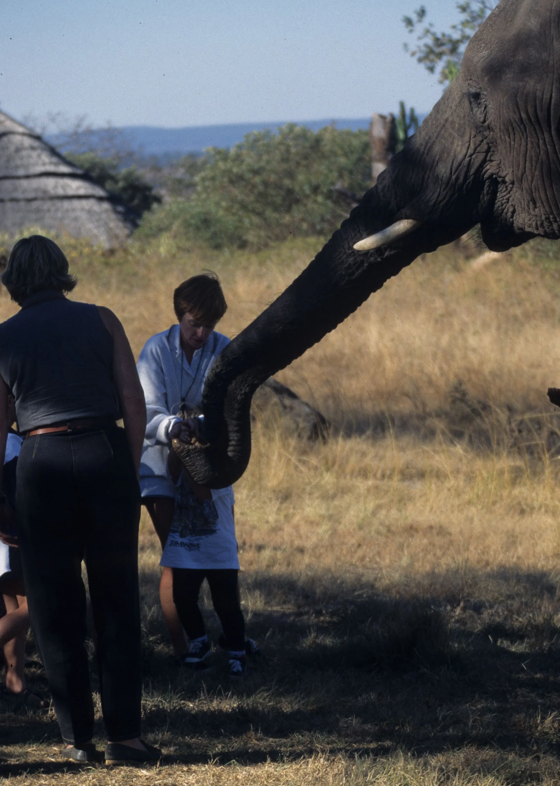 ELEPHANT - ZIMBABWE G.jpg