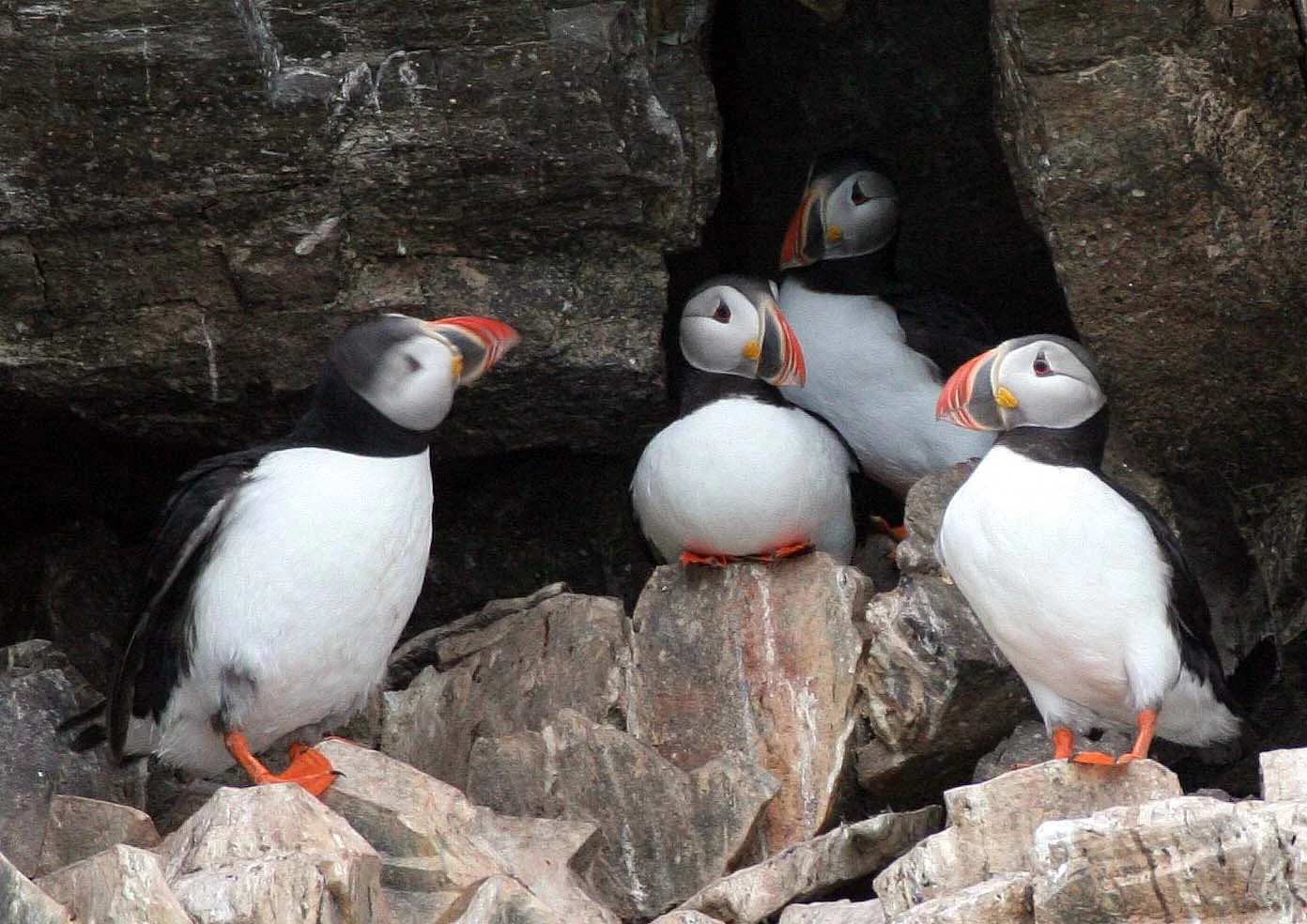 Fratercula arctica - ATLANTIC PUFFIN - SVALBARD (57).jpg