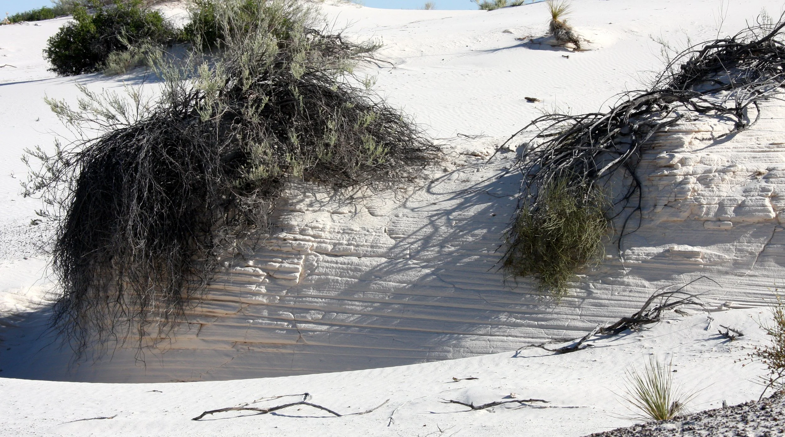 WHITE SANDS NATIONAL MONUMENT - GYPSUM PLANT SAND.JPG