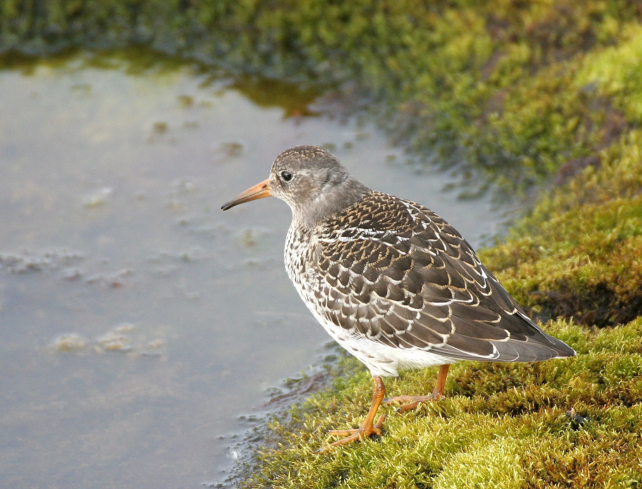 BIRD - SANDPIPER - PURPLE SANDPIPER - SVALBARD (23).jpg