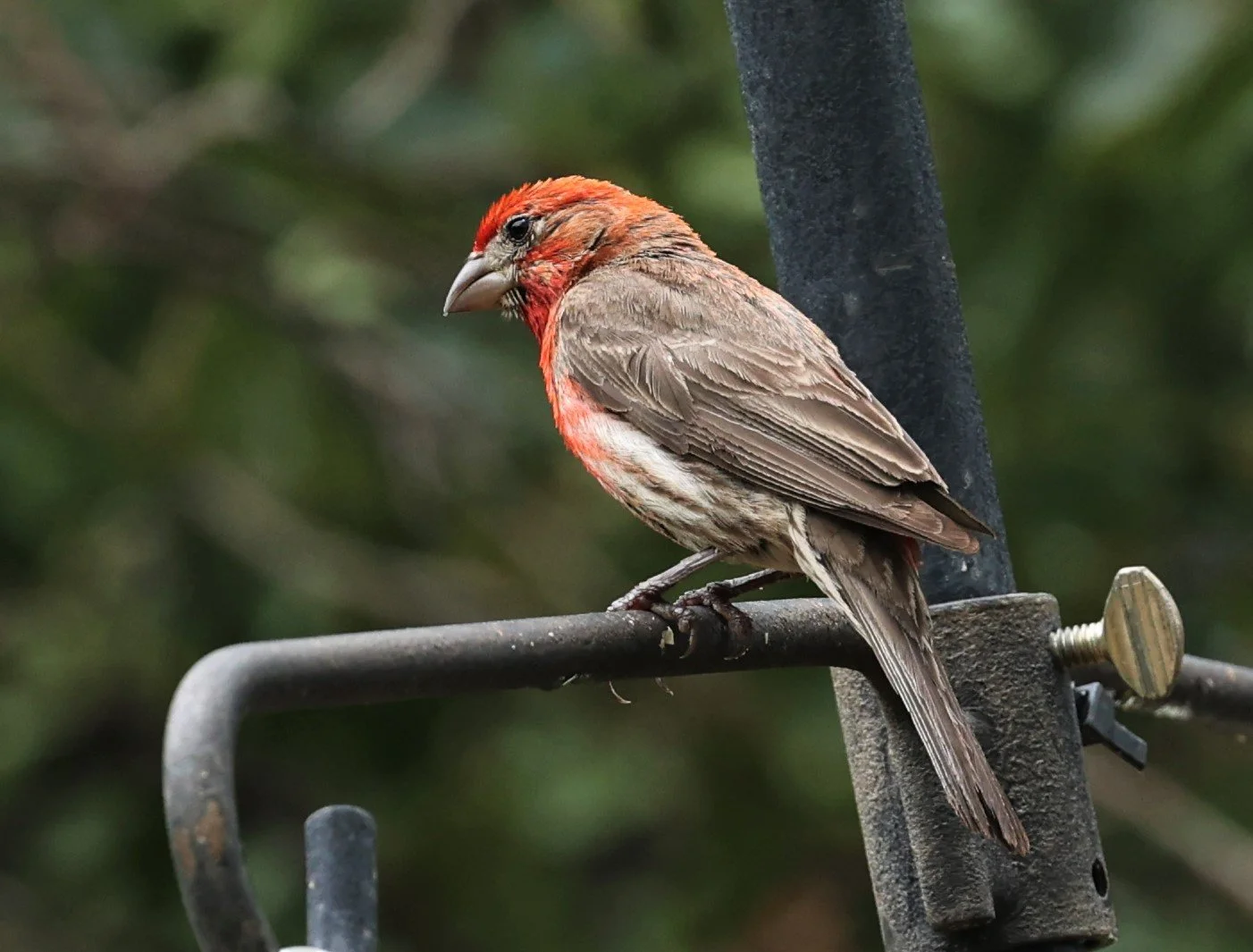 House Finch (Haemorhous mexicanus) Ash Canyon Arizona (8).jpg