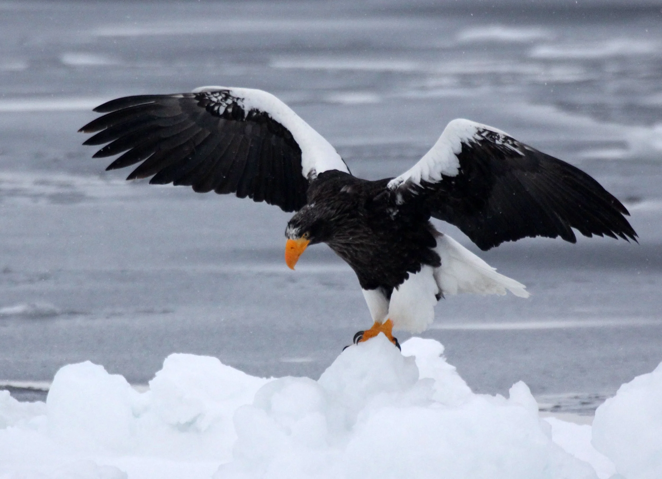 Haliaeetus pelagicus - STELLER'S SEA EAGLE - RAUSU, SHIRETOKO PENINSULA, HOKKAIDO JAPAN (47).JPG