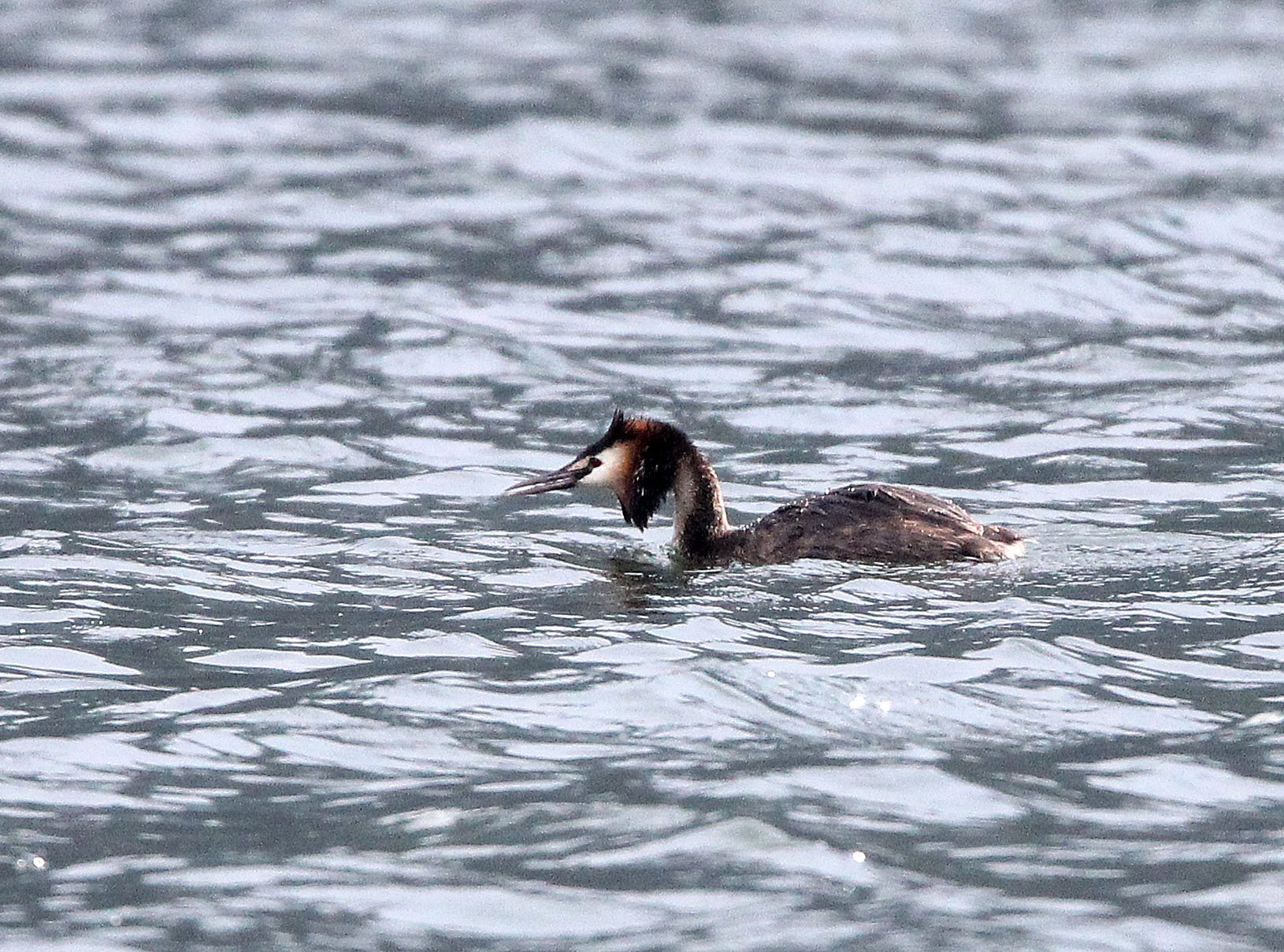 Great Crested Grebe (Podiceps cristatus) Stelvio National Park Italy (2).JPG