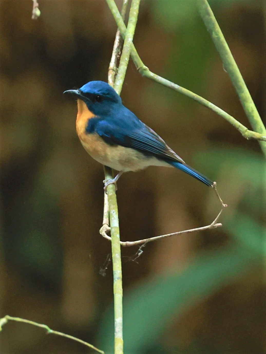FLYCATCHER - LARGE BLUE FLYCATCHER - Cyornis magnirostris - Si Phang Nga National Park, Thailand Feb 18-19, 2023 (68).jpg