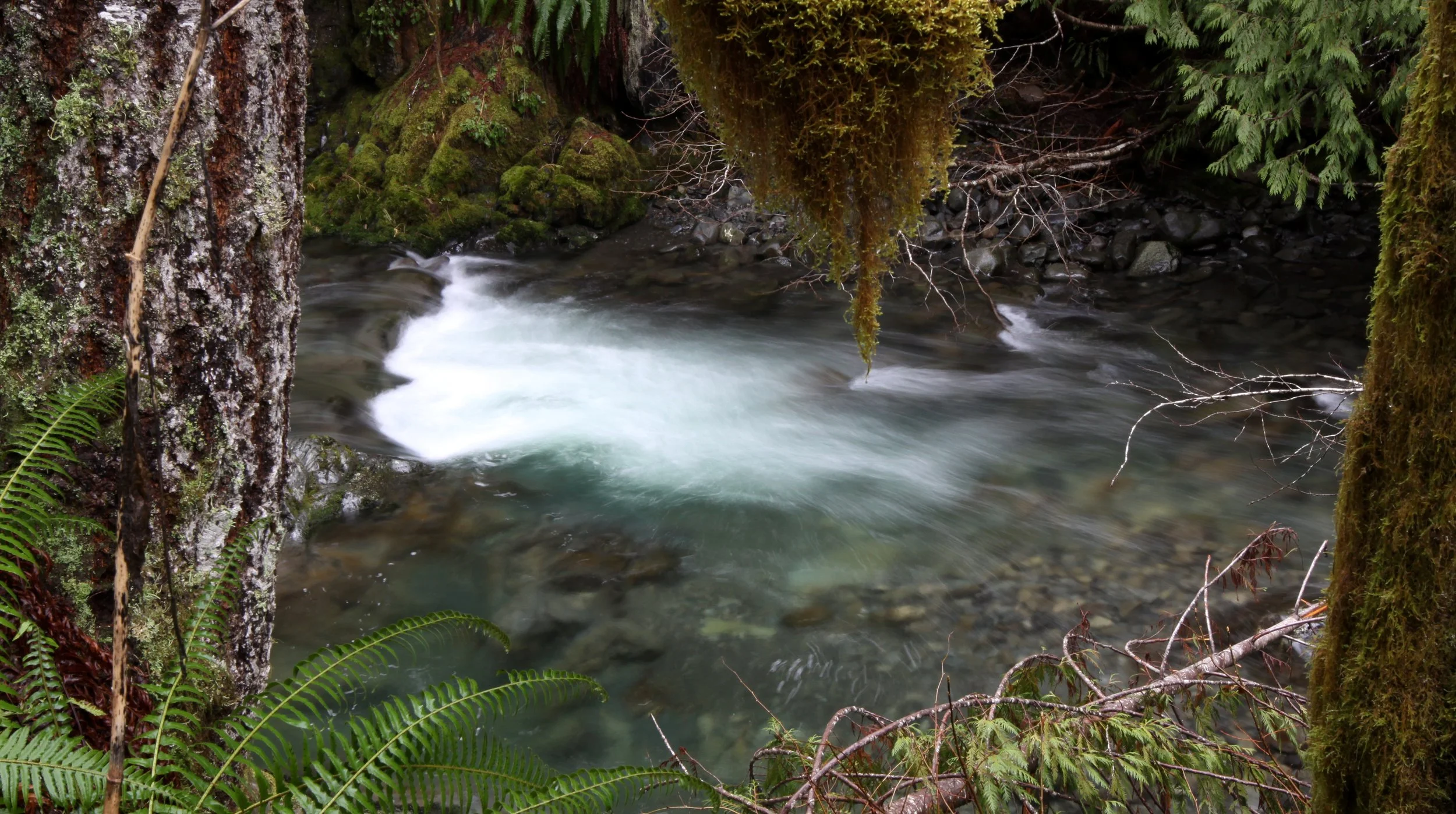 OLYMPIC HOTSPRINGS TRAIL - TRIBUTARY RIVER IN ELWHA WATERSHED (6).JPG
