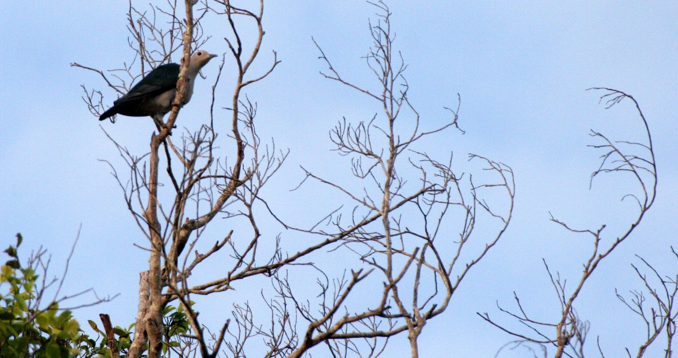 Green Imperial-Pigeon (Ducula aenea) Kinabatangan River Borneo (1).JPG