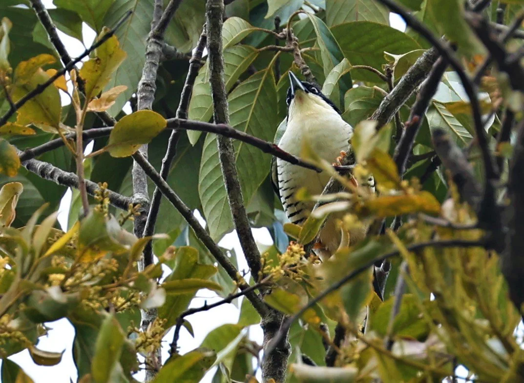 CUTIA - HIMALAYAN CUTIA - Cutia nipalensis - DOI LANG EAST DOI PHA HOM POK NP, DECEMBER 2021 (12).jpg
