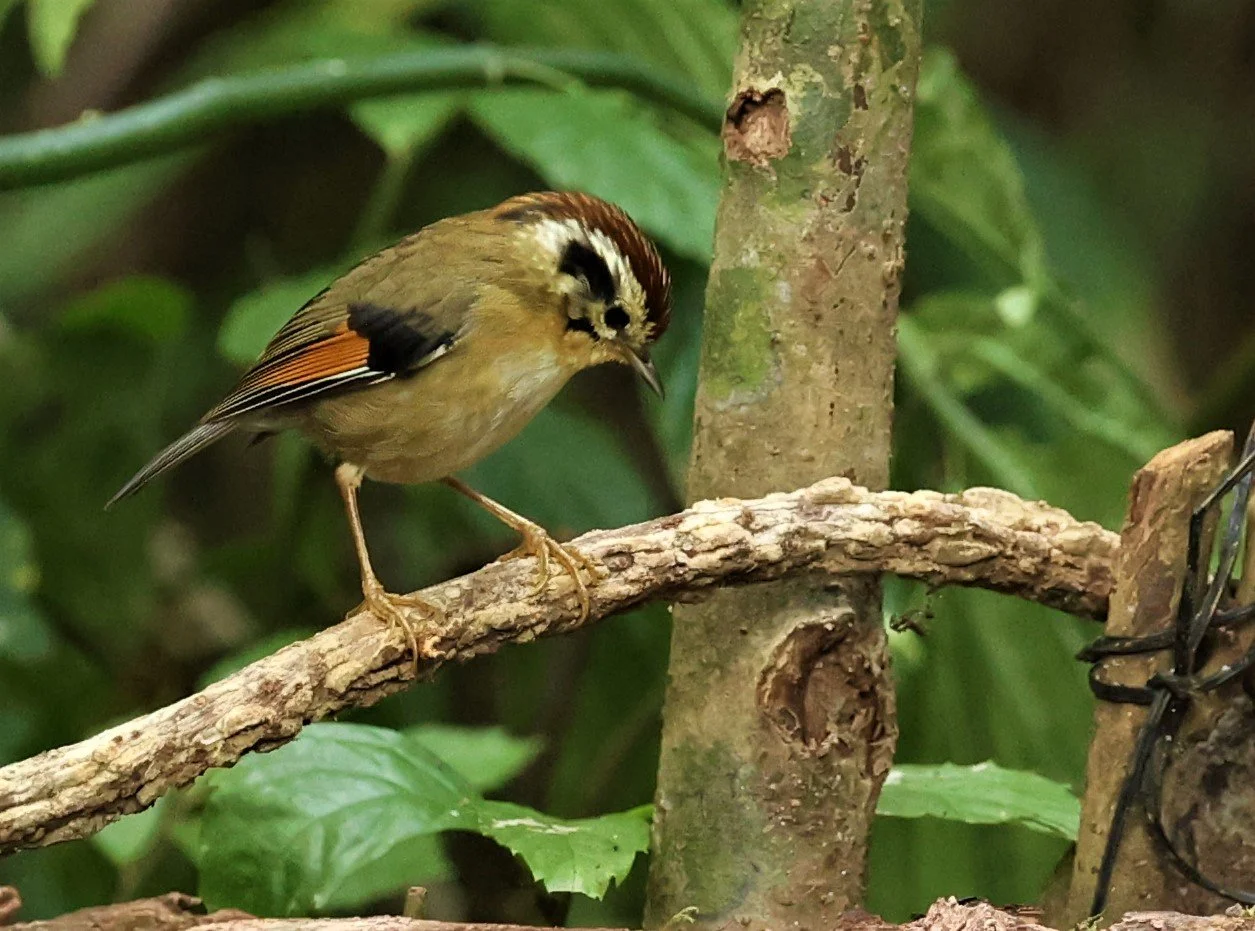 FULVETTA - RUFOUS-WINGED FULVETTA - Schoeniparus castaneceps - DOI PHA HOM POK NP DOI LANG EAST FEB 2022 (11).jpg