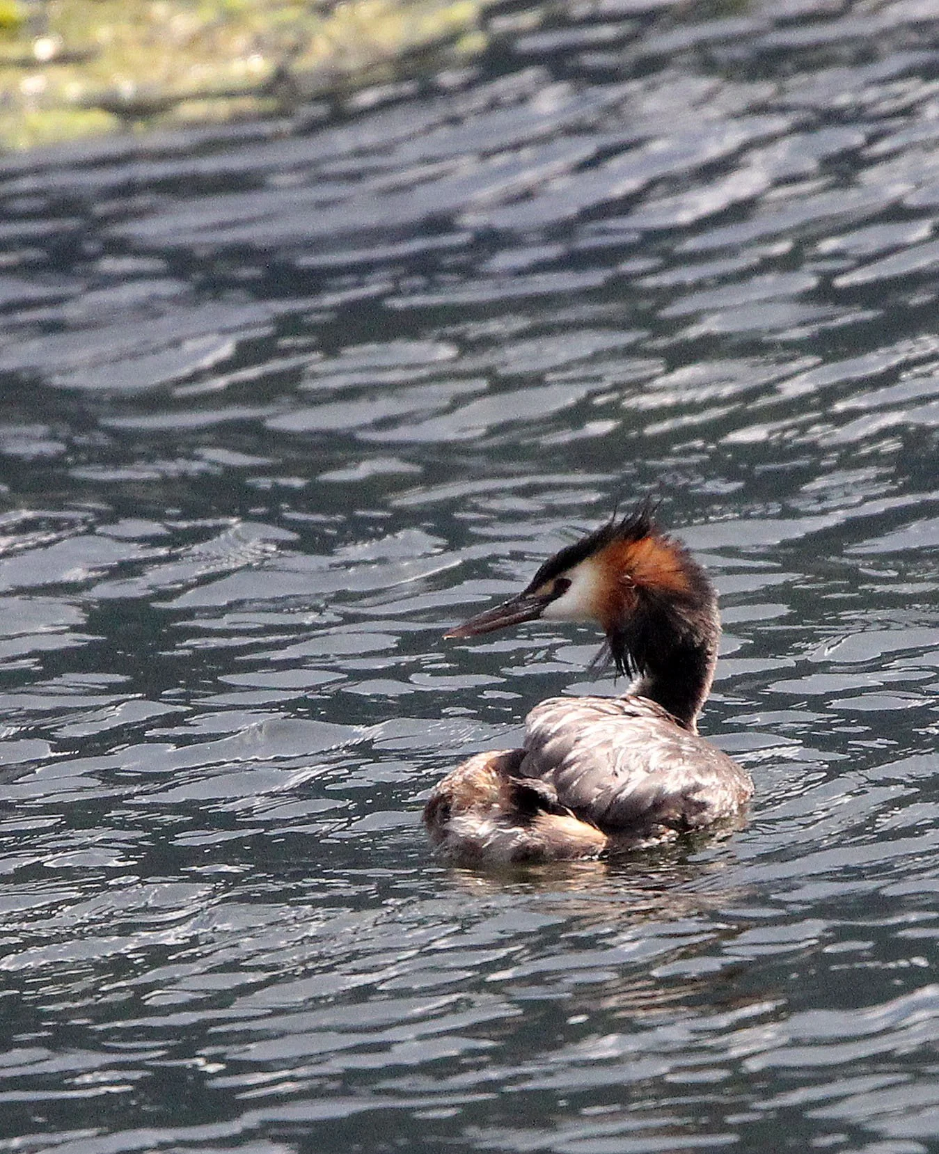 Great Crested Grebe (Podiceps cristatus) Stelvio National Park Italy
