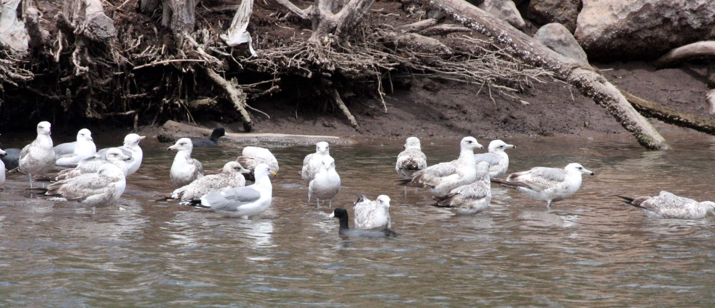 BIRD - GULL - CALIFORNIA GULL - 1ST SUMMER AND 2ND WINTER INDIVIDTUALS - SANTA ROSALIA BAJA MEXICO (8).JPG