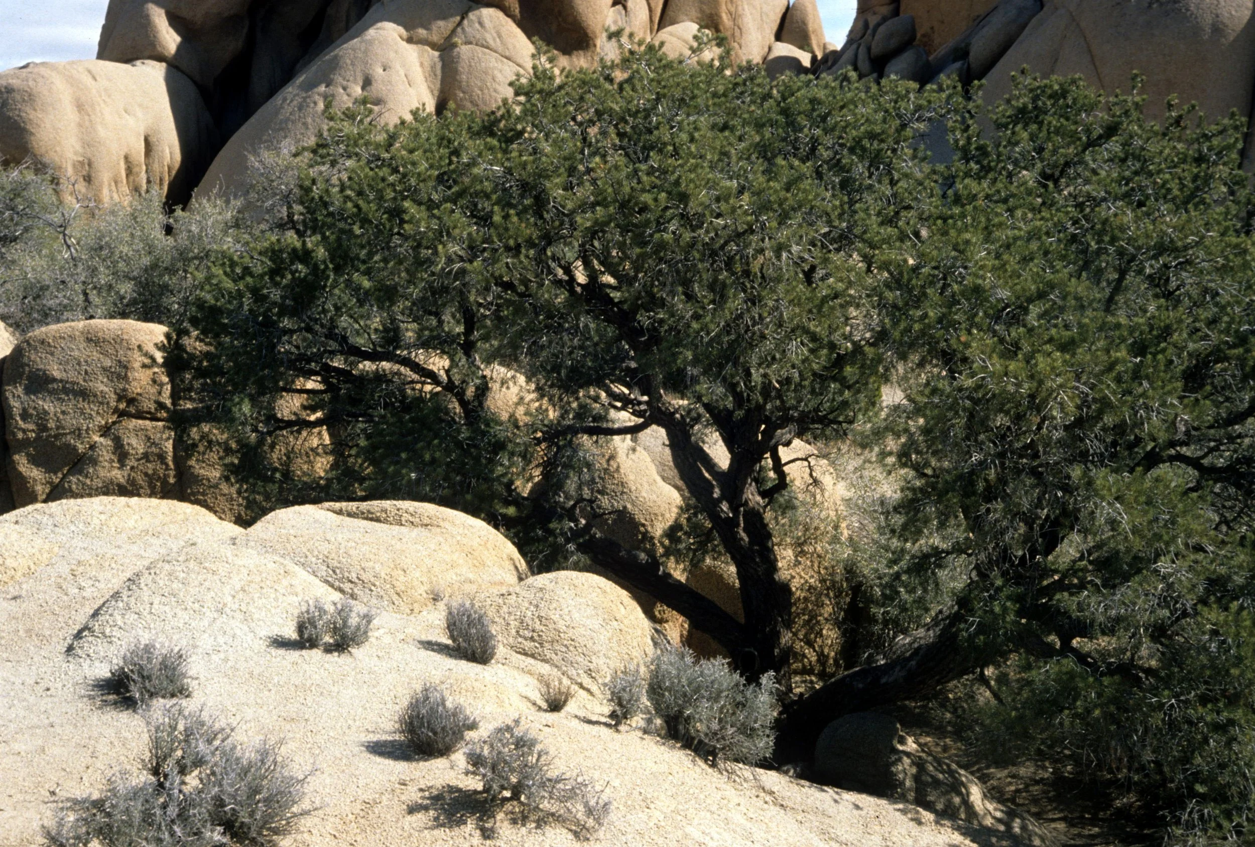 JOSHUA TREE - PINACEAE - PINUS MONOPHYLLA - PINON PINE A.jpg