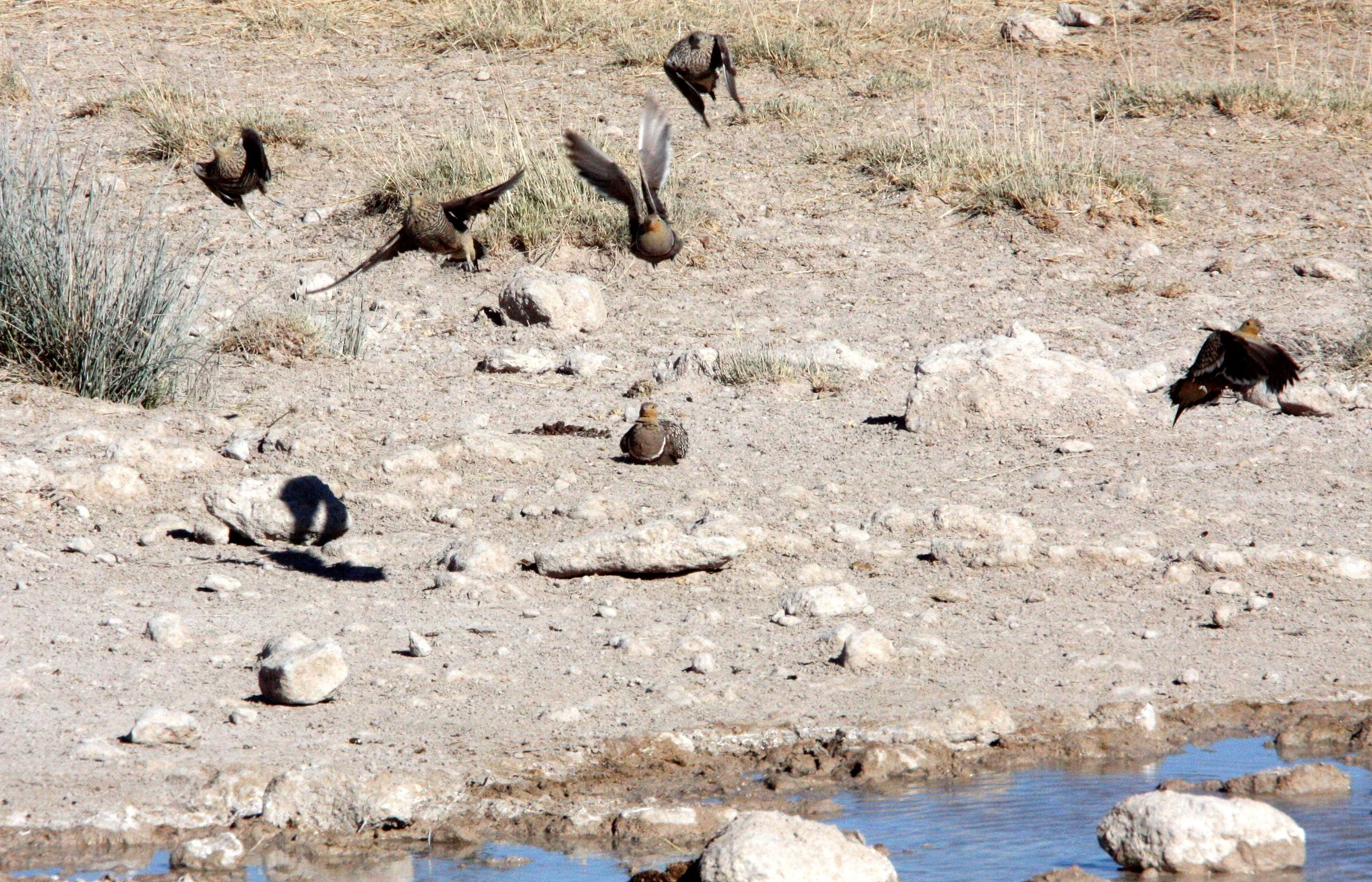 Namaqua Sandgrouse (Pterocles namaqua) Etosha NP Namibia (2).JPG