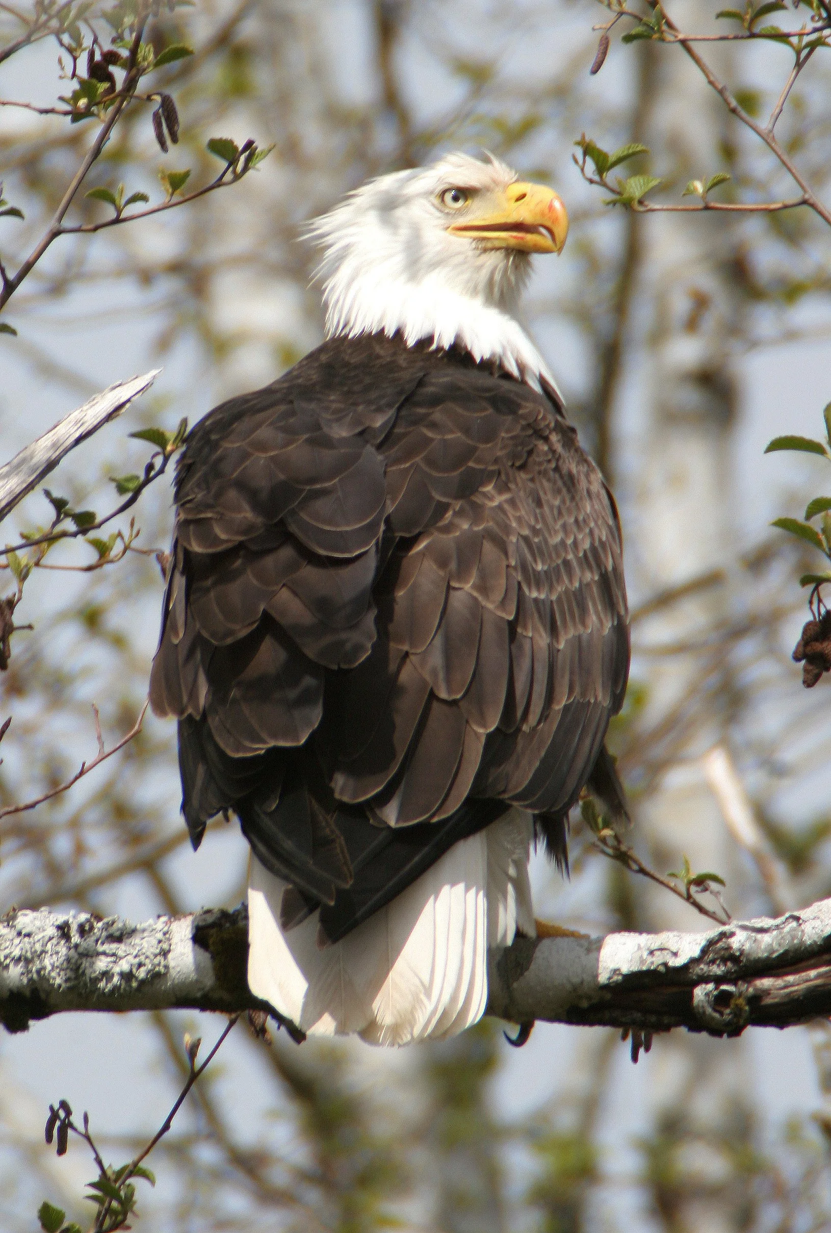 BIRD - EAGLE - BALD EAGLE - OP (24).jpg