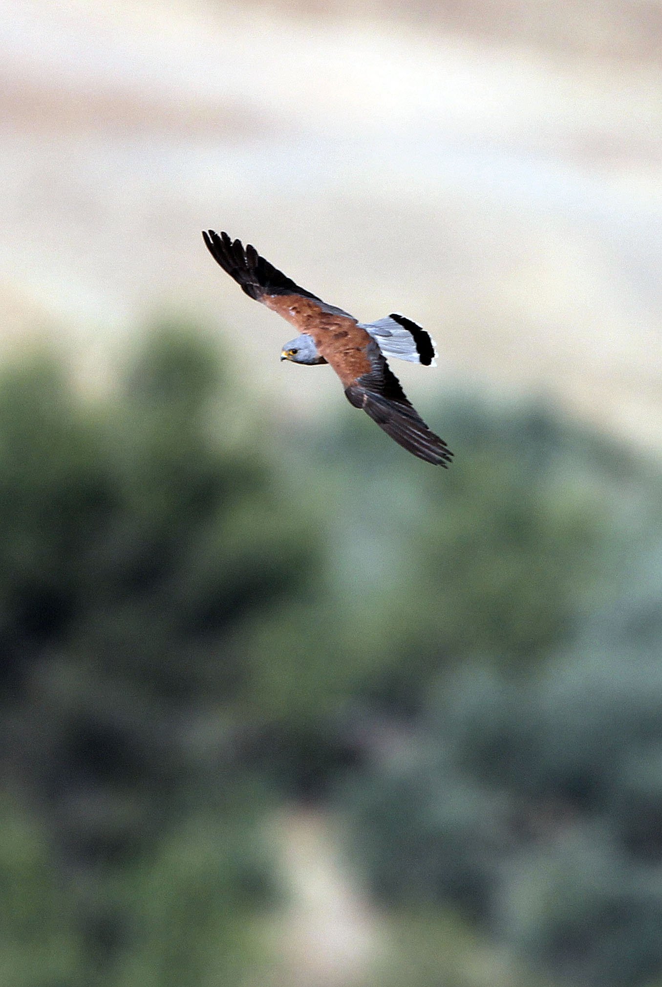BIRD - KESTREL - RONDA CANYON SPAIN (8).JPG