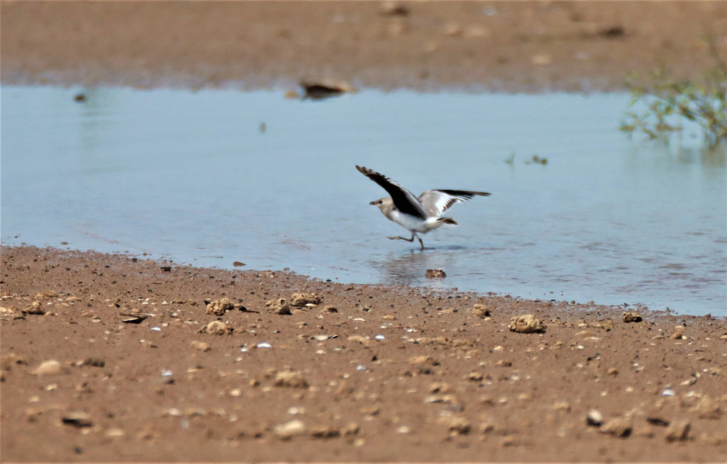 PRATINCOLE - SMALL PRATINCOLE - Glareola lactea - BUENG BORAPHET NAKHON SAWAN AUGUST 2021 (7).jpg