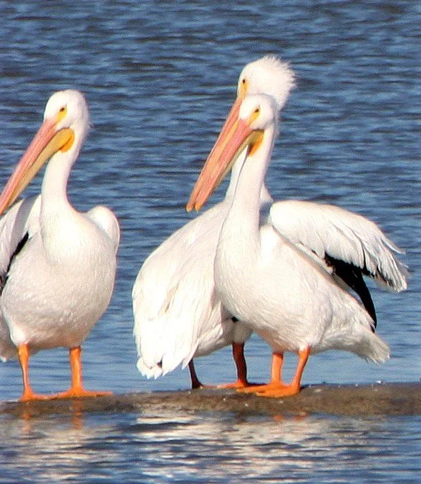 Pelecanus erythrorhynchos - AMERICAN WHITE PELICAN - ARANSAS RESERVE TEXAS (5)a.jpg
