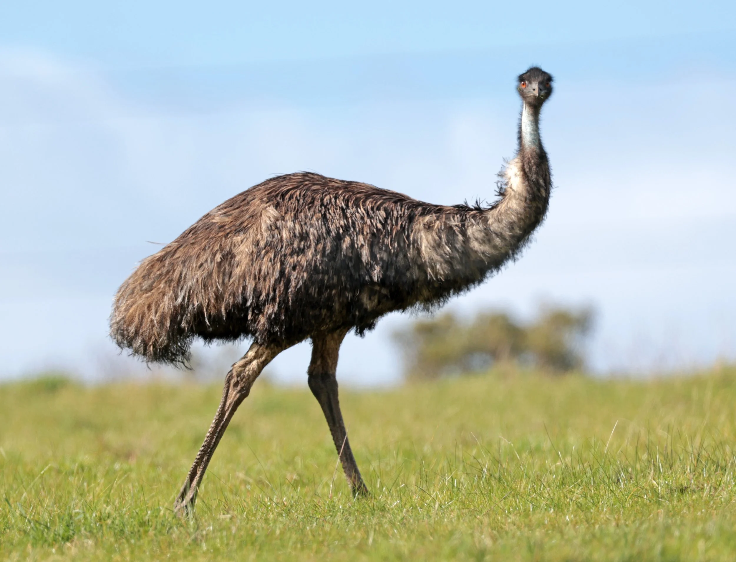 Emu (Dromaius novaehollandiae) Mt Frankland NP - Western Australia (52).jpg