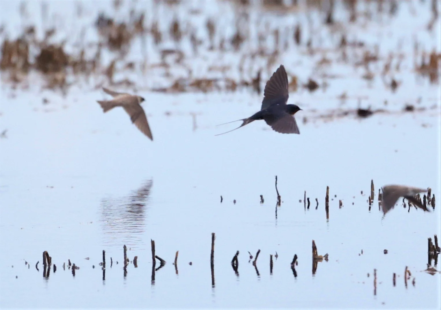 Barn Swallow (Hirundo rustica) Thap Yao Rice Fields Lat Krabang Bangkok (40).jpg