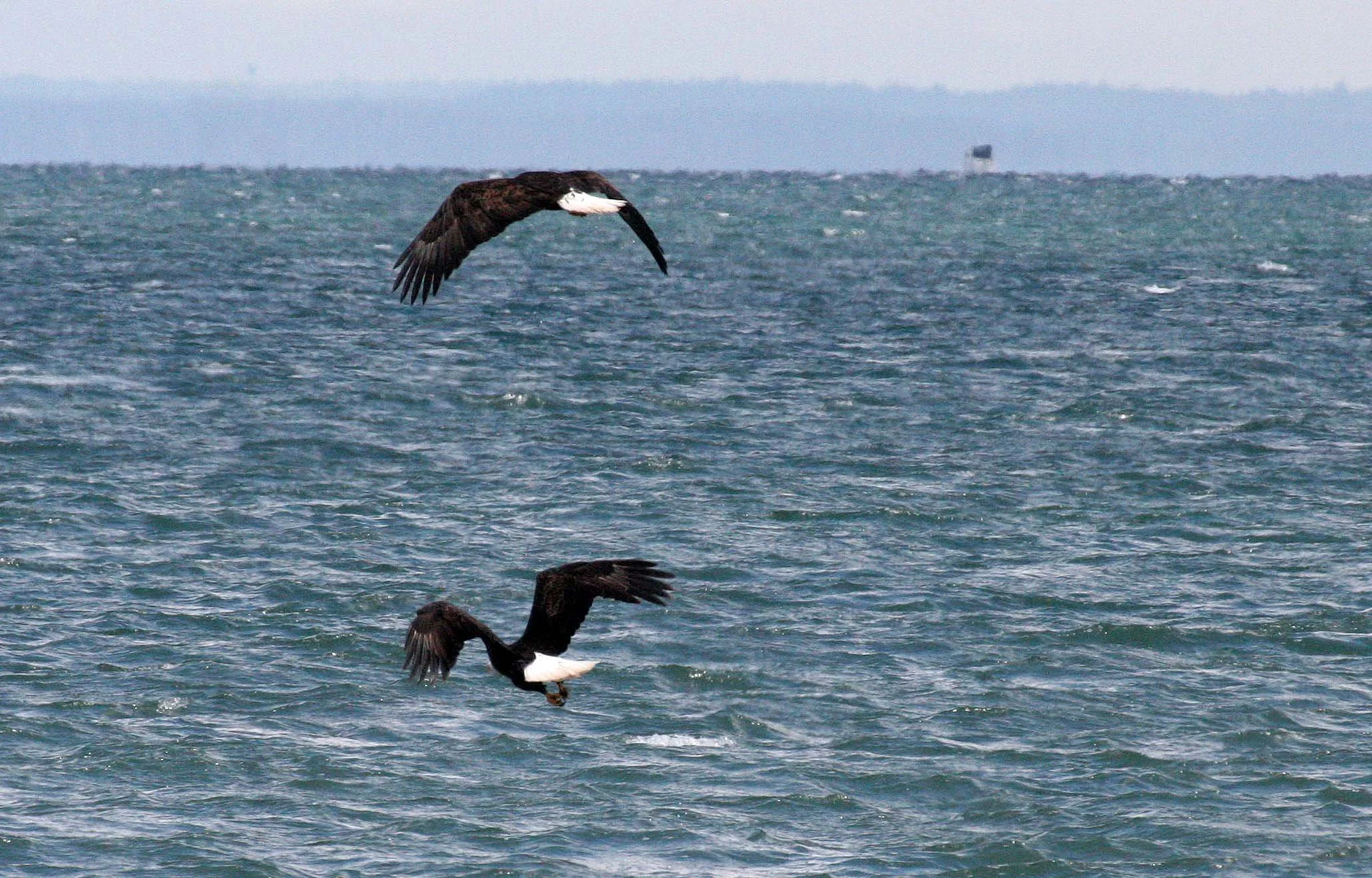 BIRD - EAGLE - BALD EAGLE - FISHING HUMBOLT SQUID - SEQUIM BAY WA (18).JPG