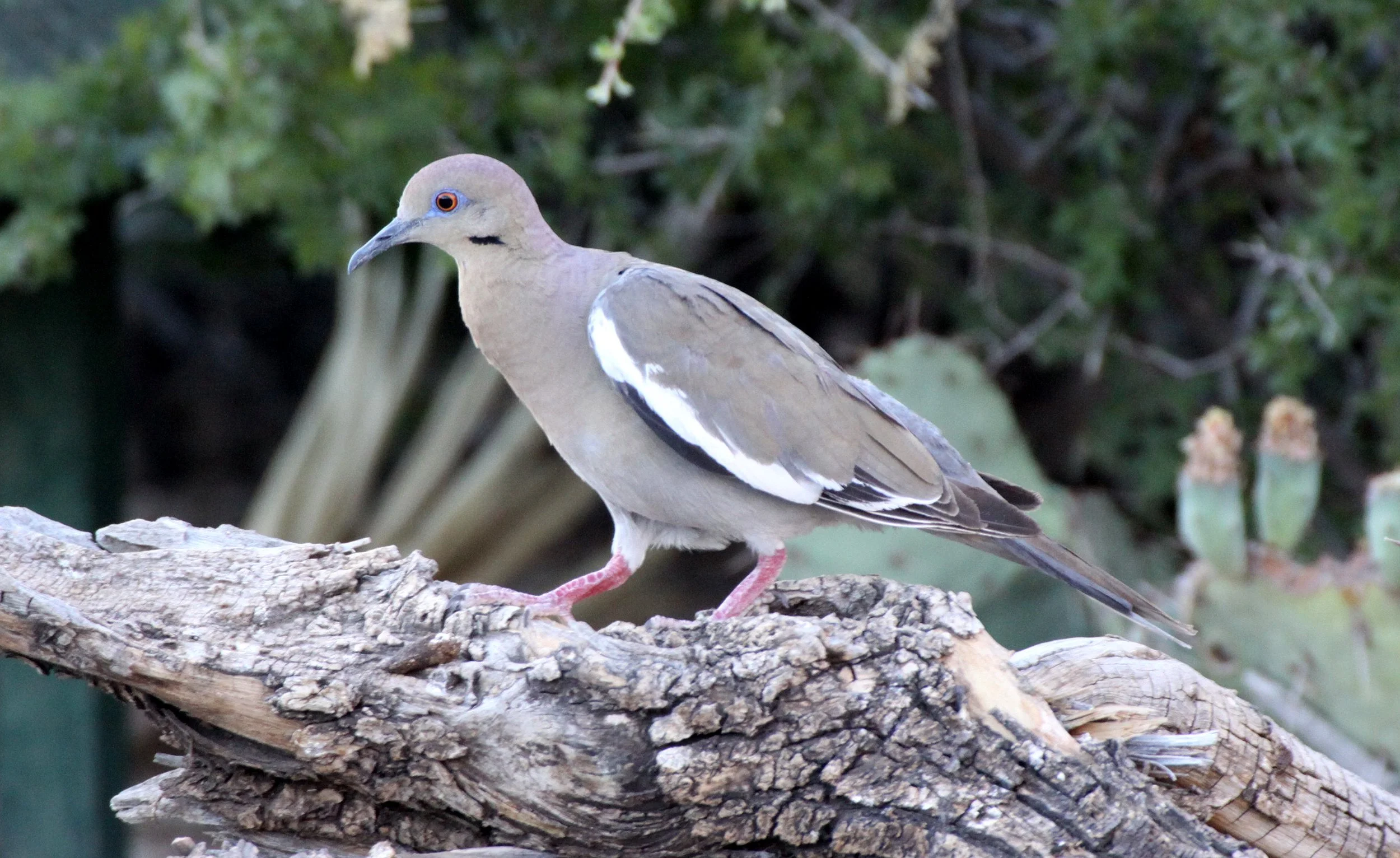 White-winged Dove (Zenaida asiatica) Franklin Mountain State Park Texas Tom Mays Unit (4).JPG