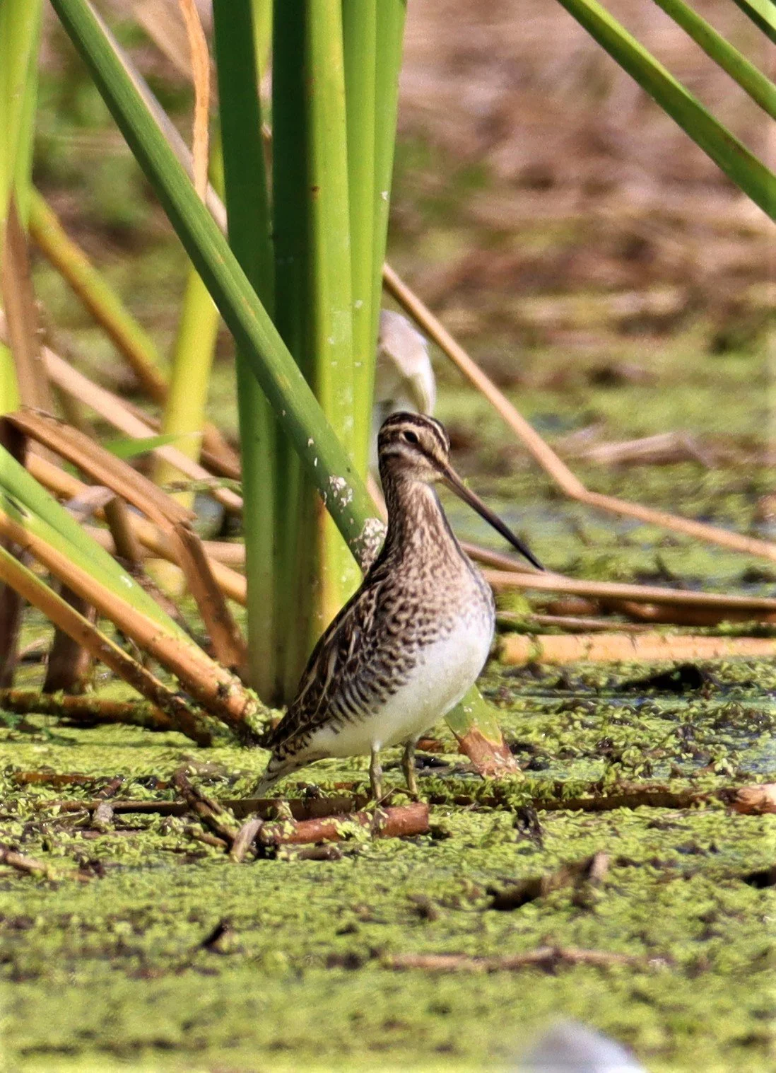 SNIPE - COMMON SNIPE - Gallinago gallinago - LAT KRABANG WETLANDS NEAR BKK (26).jpg