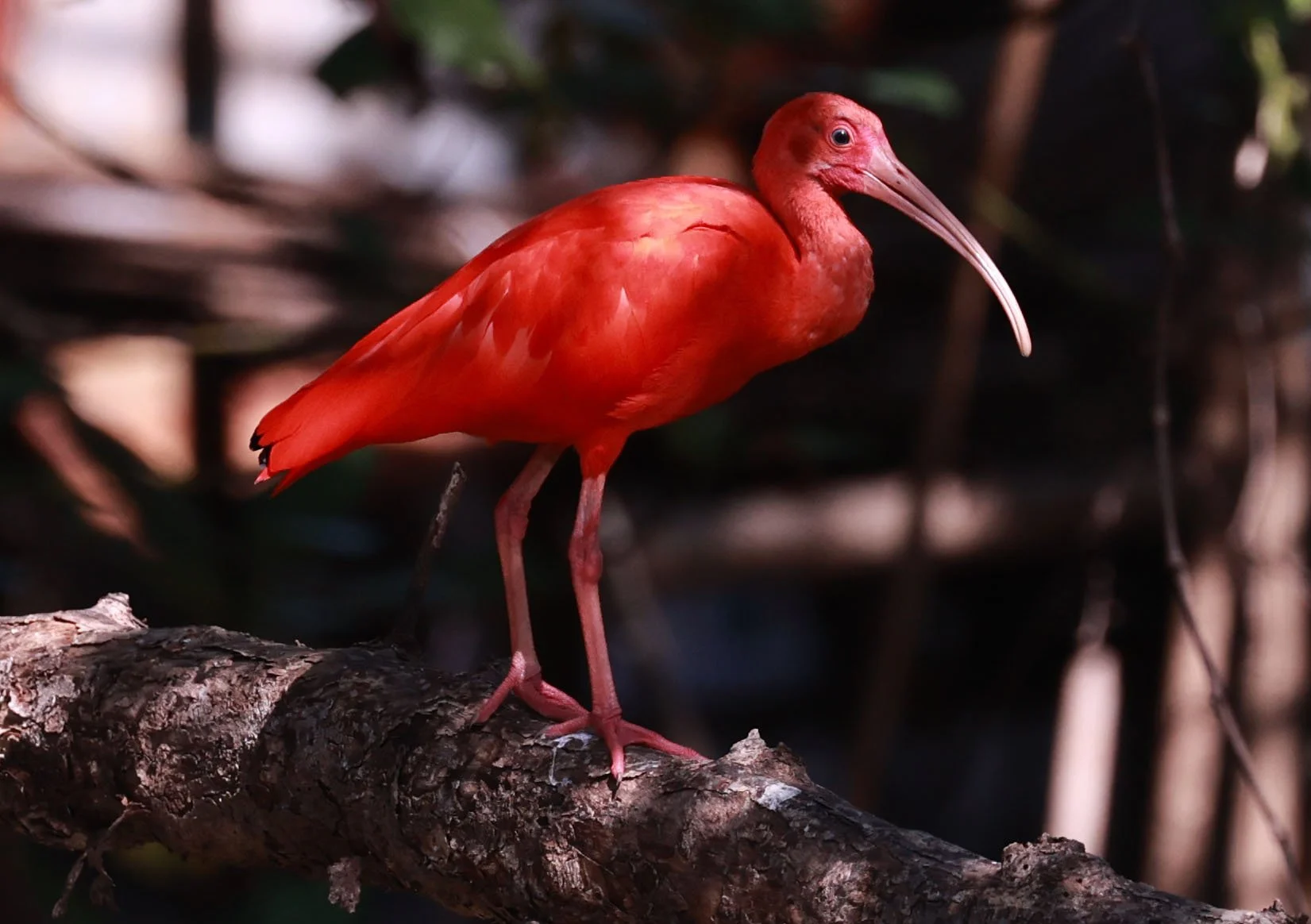 Ibis - Scarlet Ibis - Eudocimus ruber - 29 Songkaow Cafe, Chachoengsao Thailand (84).jpg
