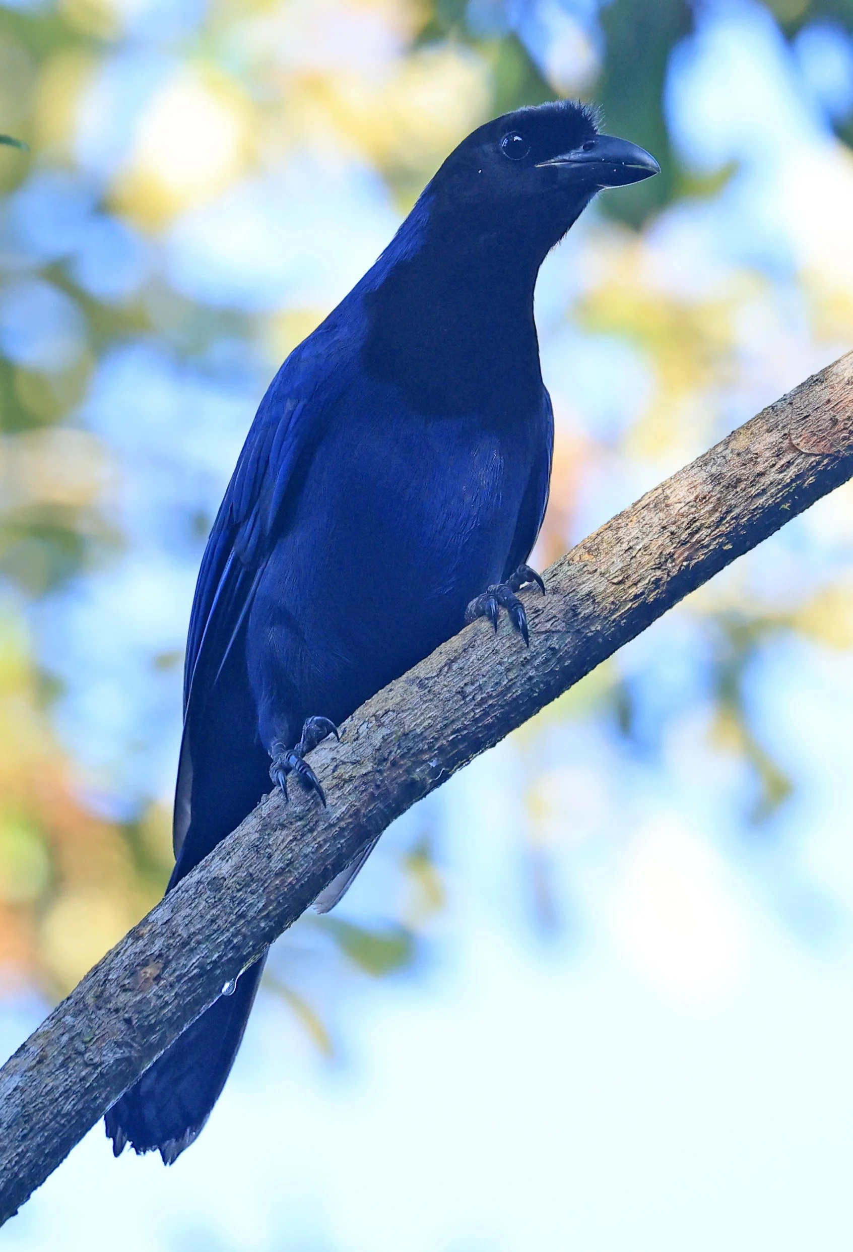 Azure Jay (Cyanocorax caeruleus) Superagui National Park, Brazil (27).jpg
