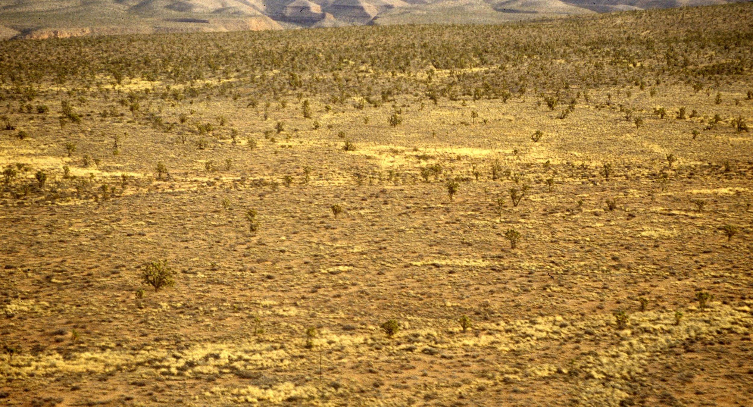 MOJAVE - YUCCA WOODLAND CAMPSITE C.jpg