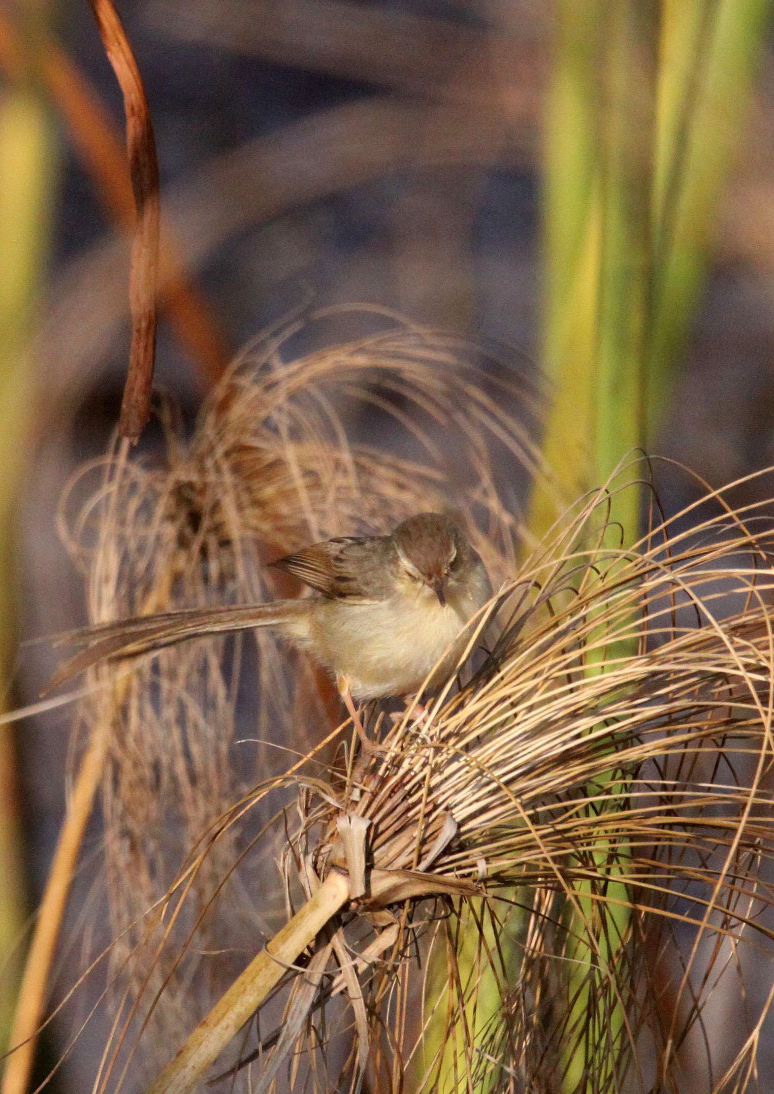 BIRD - PRINIA - GREY-BREASTED PRINIA - WETLANDS NEAR ERHAI LAKE DALI YUNNAN CHINA (7).JPG