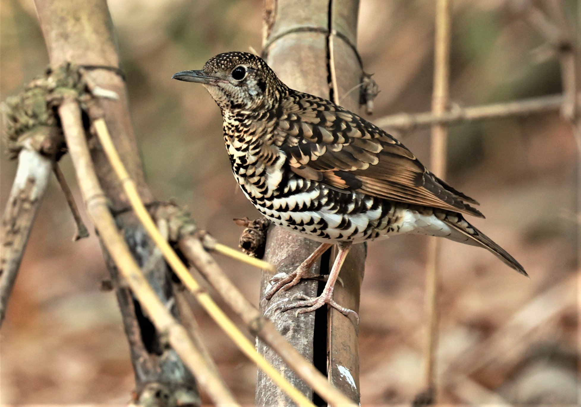 White's Thrush (Zoothera aurea) Putthamonthon Park Nakhon Pathom Thailand (225).jpg