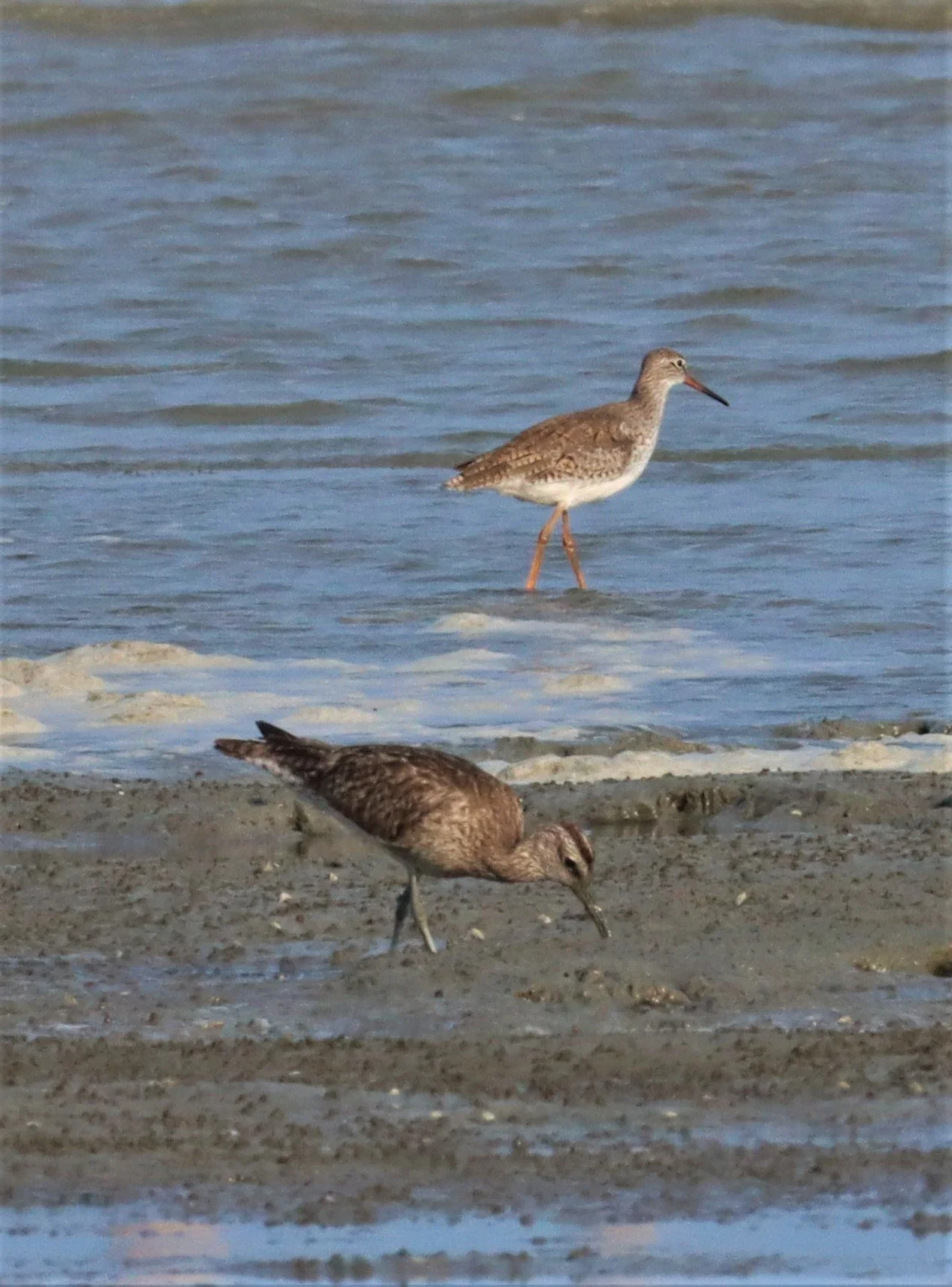 WHIMBREL - Numenius phaeopus - WITH COMMON REDSHANK - AO MAHACHAI MANGROVE FOREST.jpg