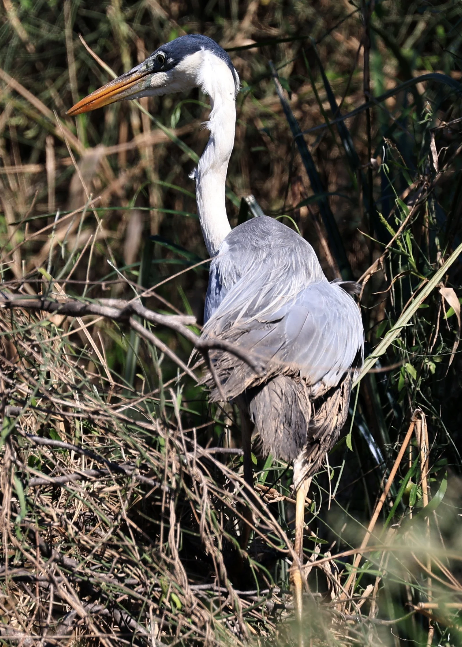Cocoi Heron (Ardea cocoi) Agua Dulce Paraguay (1).jpg