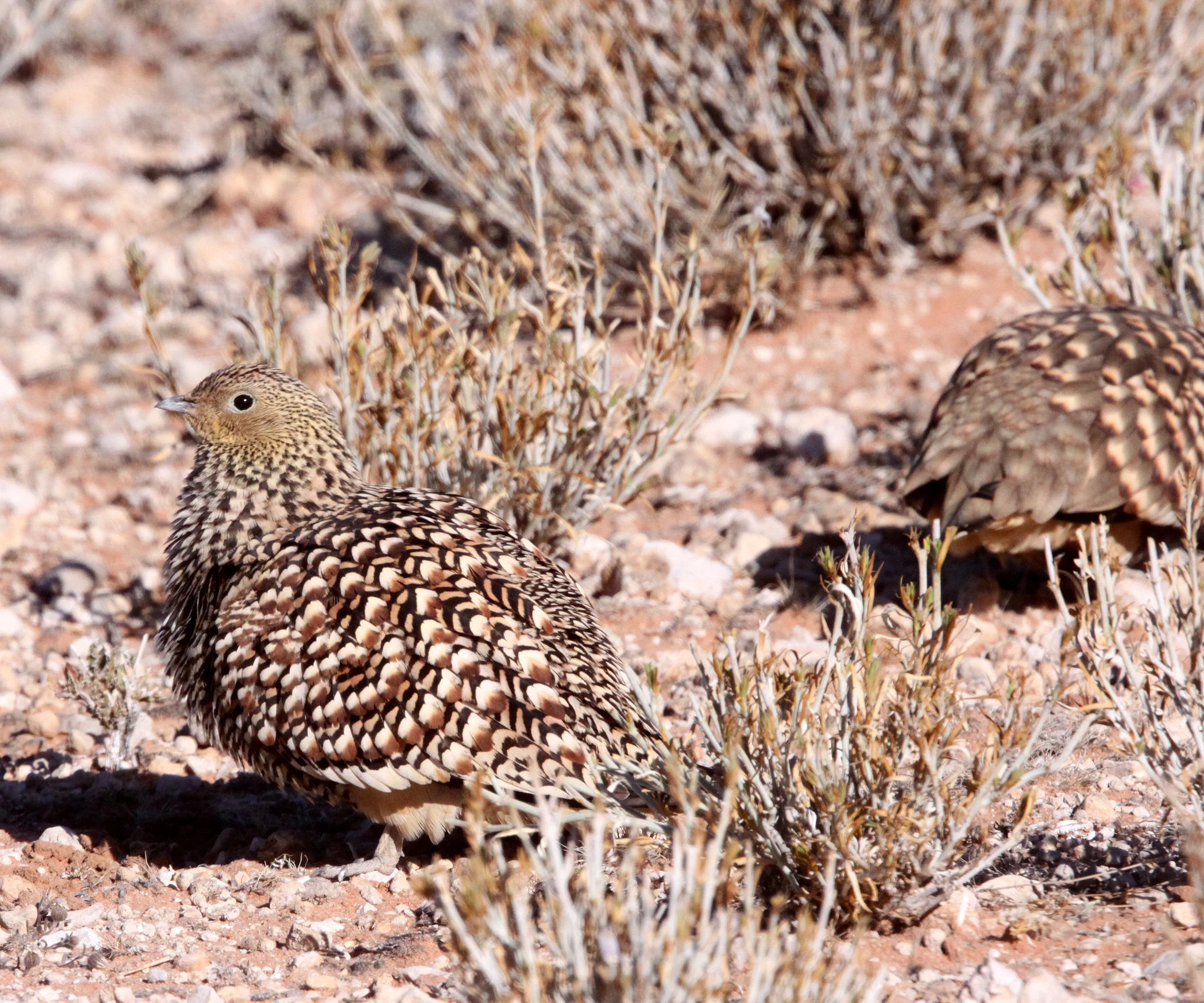 Burchell's Sandgrouse (Pterocles burchelli) female - Kgalagadi NP South Africa (4).JPG