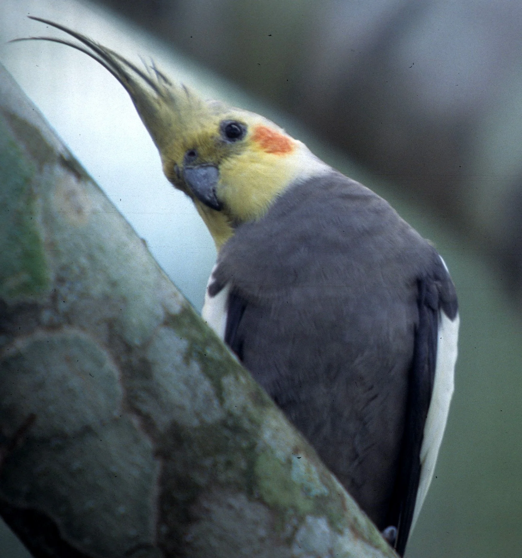 BIRD - COCKATIEL - DAINTREE AREA A.jpg