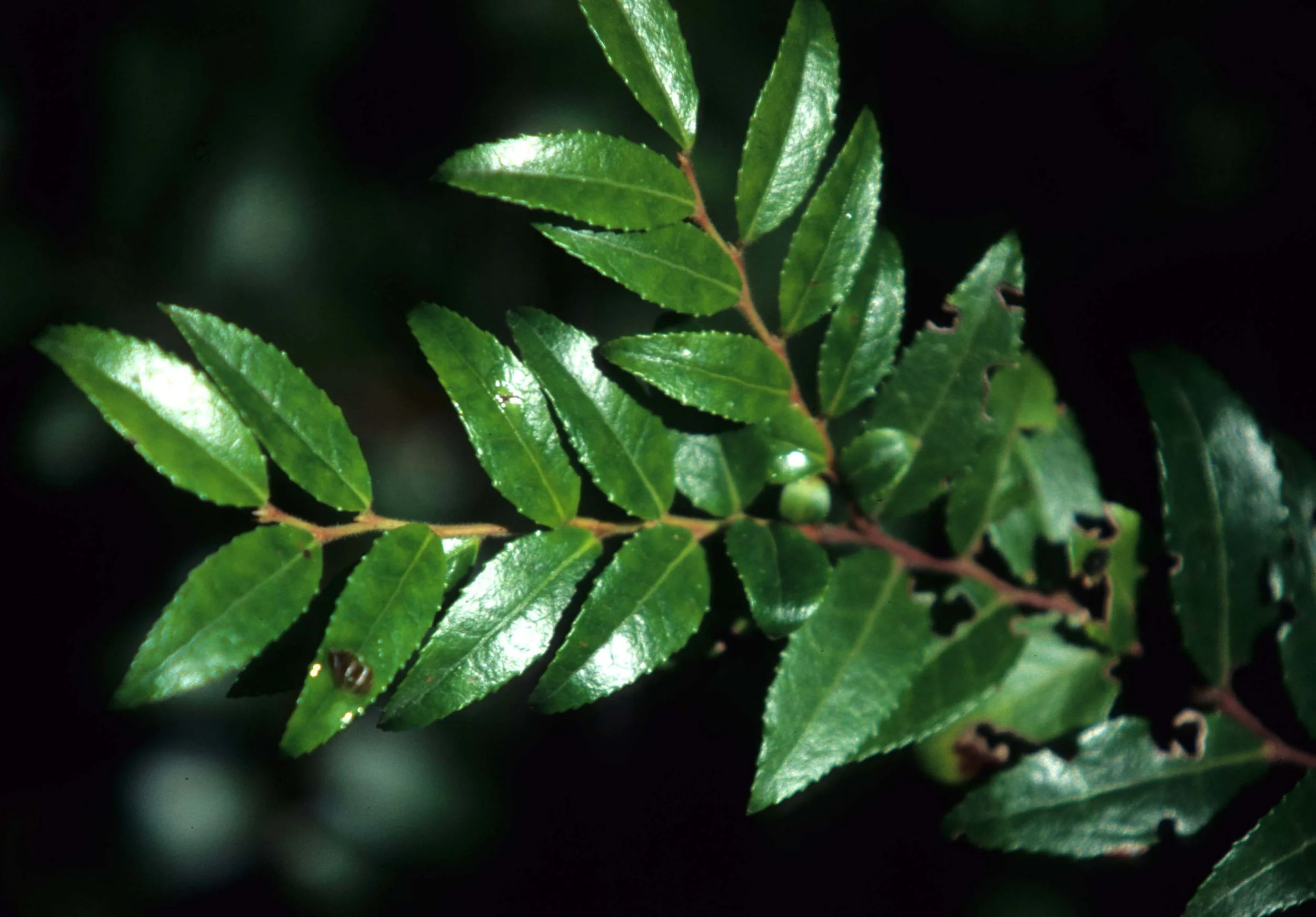 CALIFORNIA - REDWOODS NP - VACCINIUM SPECIES (3).jpg