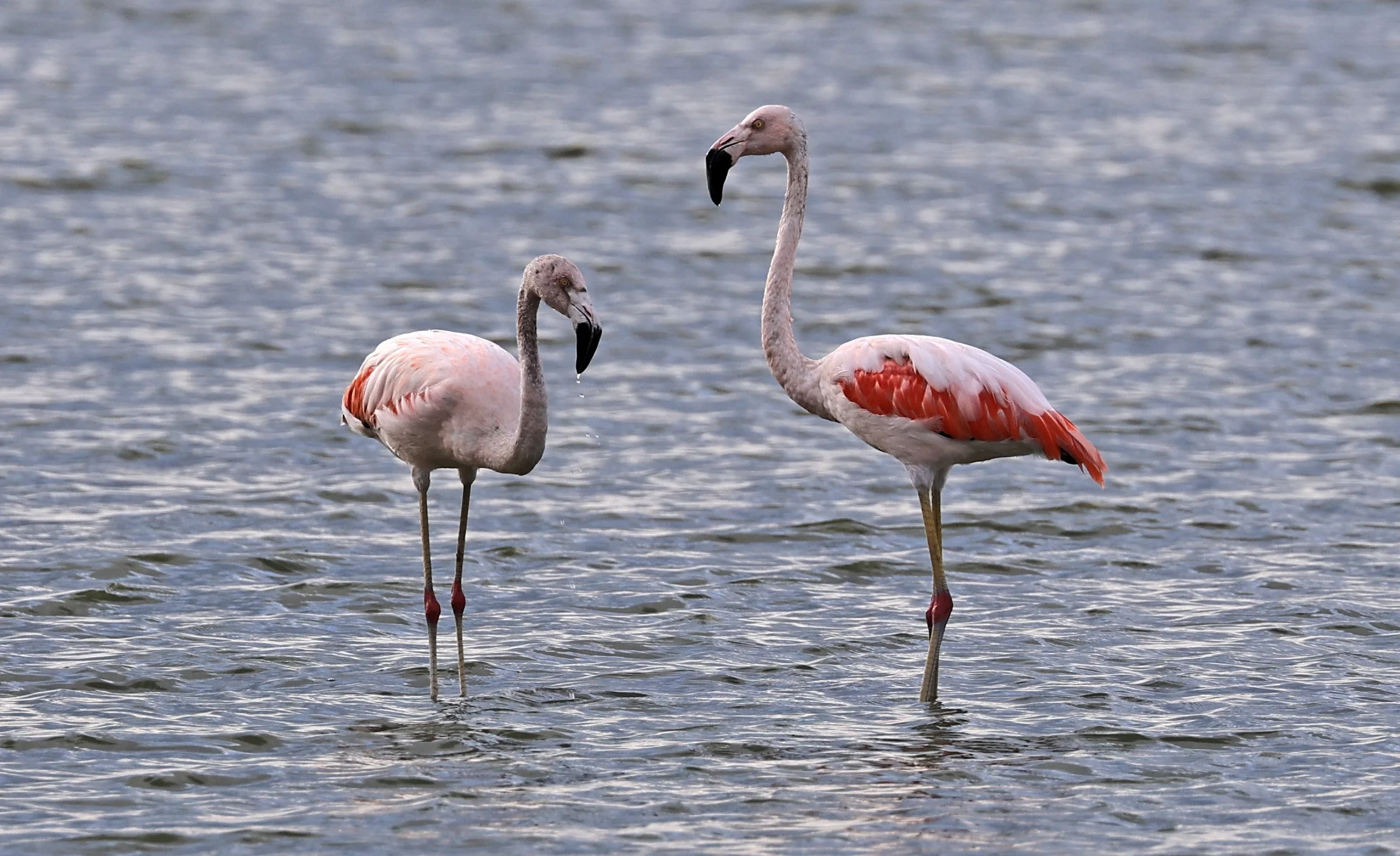 Chilean Flamingo (Phoenicopterus chilensis) Chaco Lodge & Laguna Salada Paraguay (22).jpg