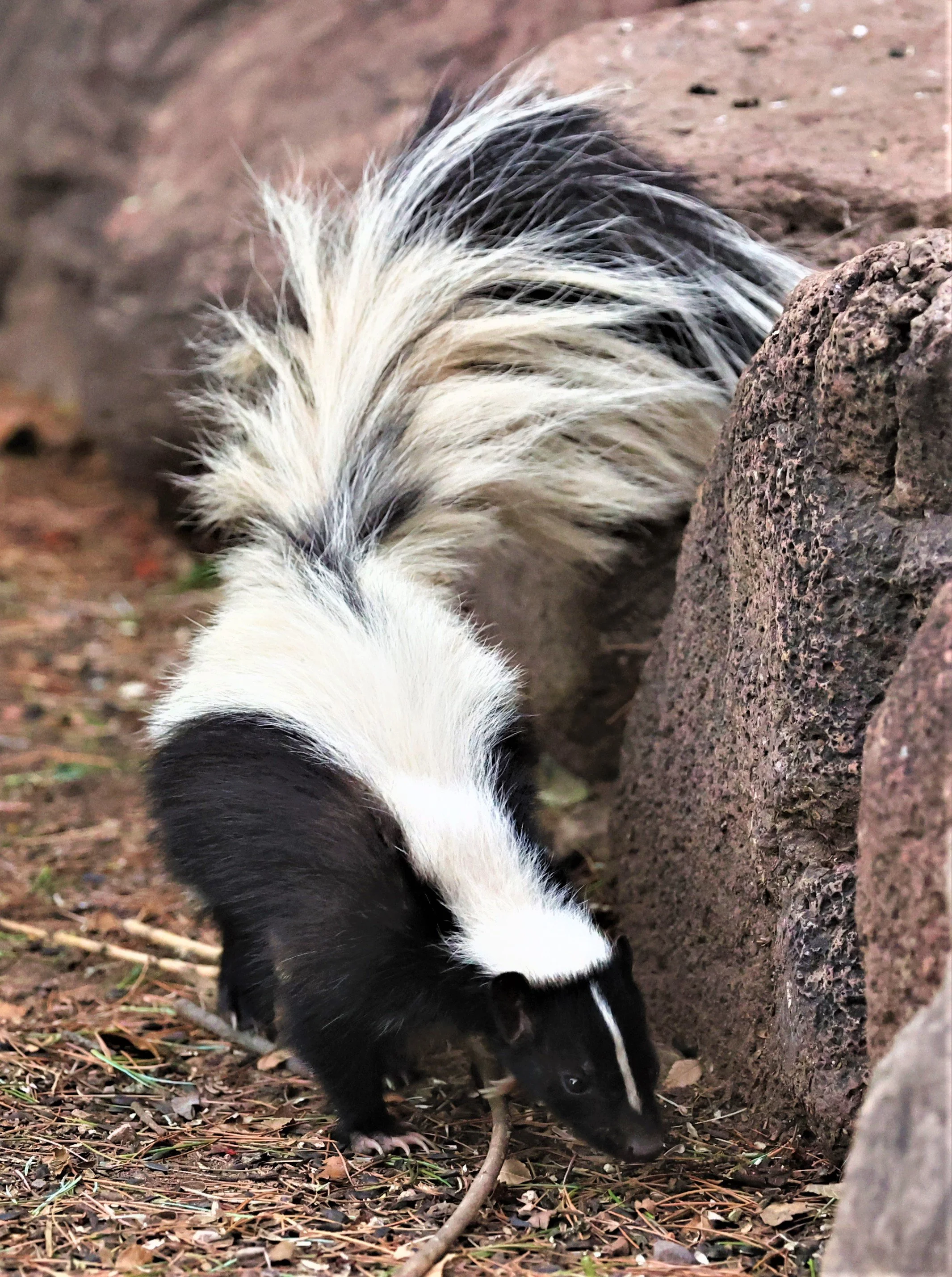 Genus Mephitis Skunks — Coke Smith Wildlife