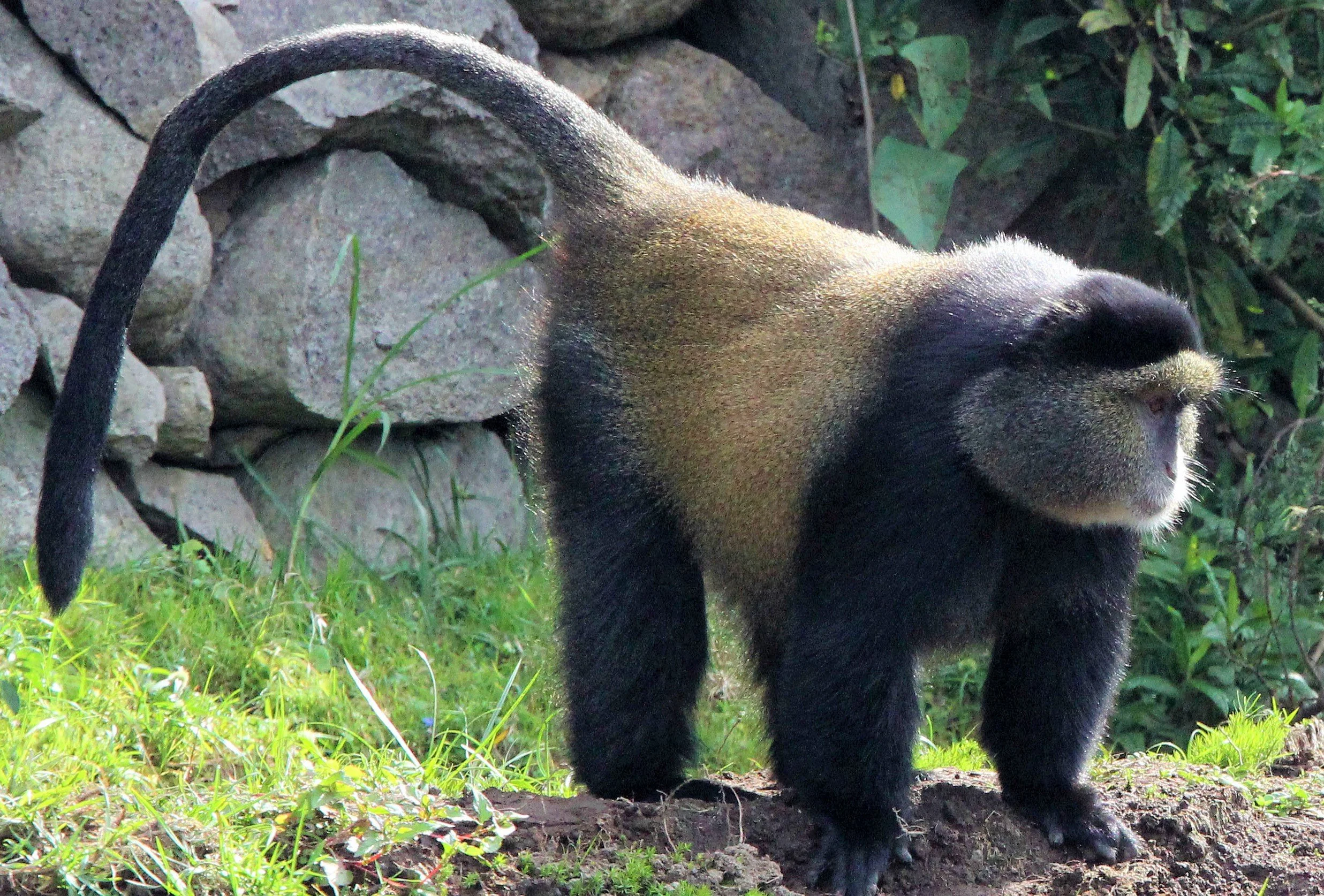 CERCOPITHECIDAE - Cercopithecus kandti - VIRUNGA GOLDEN MONKEY - PARK DU VULCANS RWANDA aa21.jpg