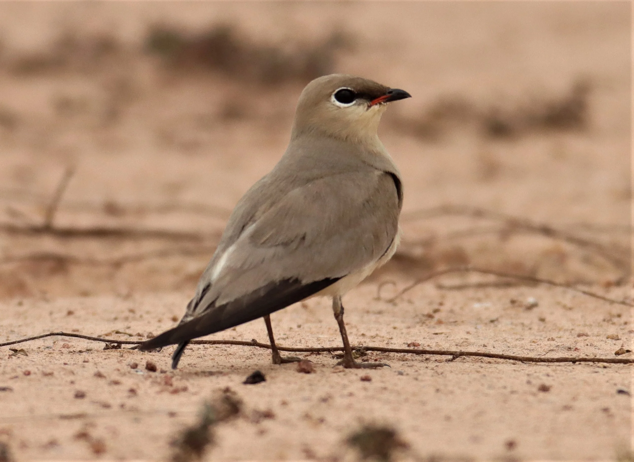 PRATINCOLE - SMALL PRATINCOLE - Glareola lactea - KABIN BURI WETLANDS 15KM OUT ON 304 (14).jpg