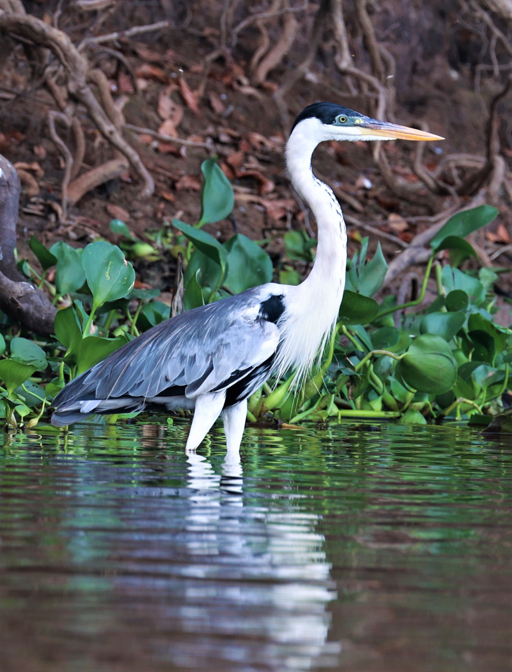 Heron - Cocoi Heron - Ardea cocoi - Pantanal, Encontro das Águas State Park, Porto Jofre, Cuiaba River, Brazil (6).JPG