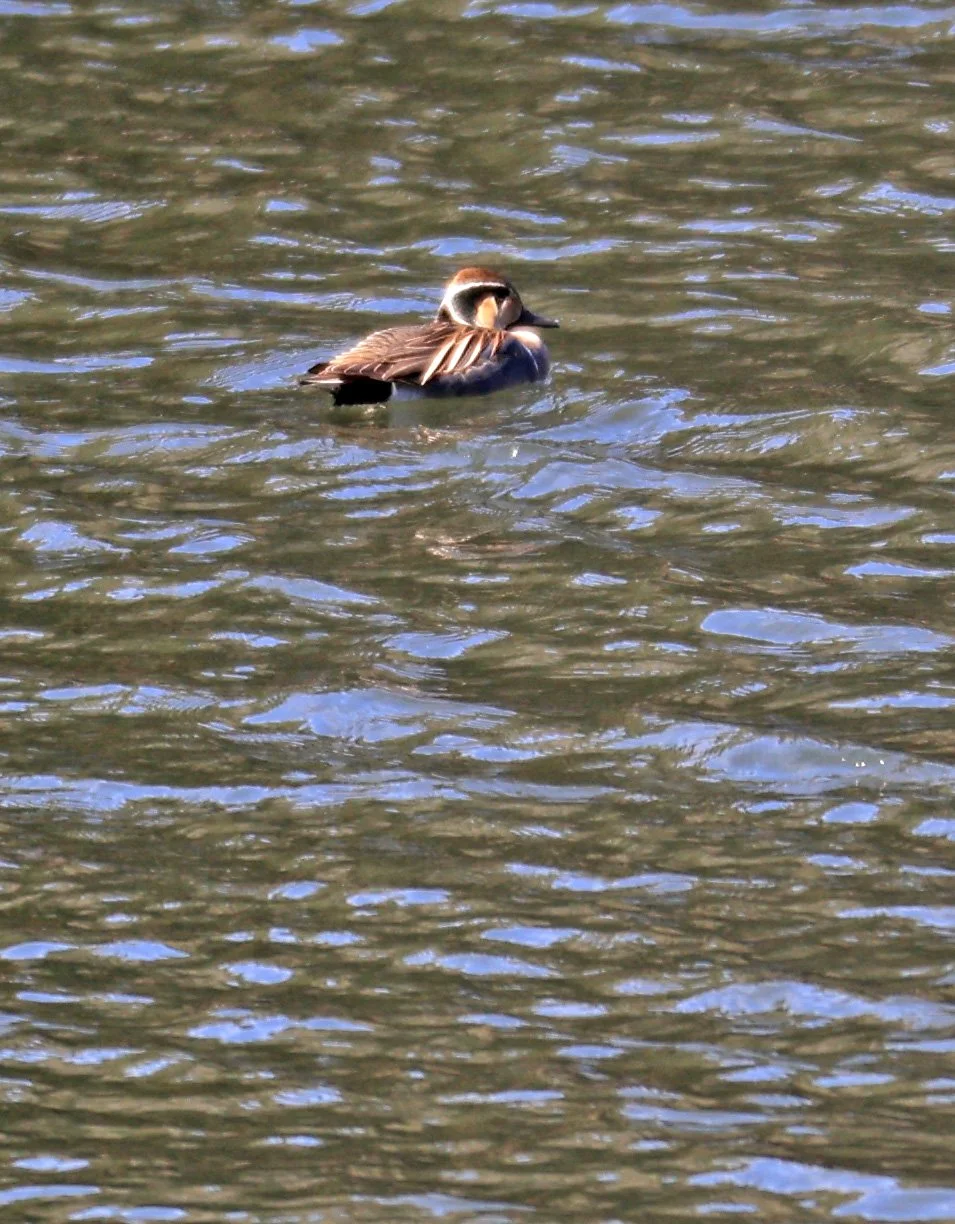 Baikal teal (Sibirionetta formosa) Takagawa Dam Lake, Kagoshima Japan (71).jpg