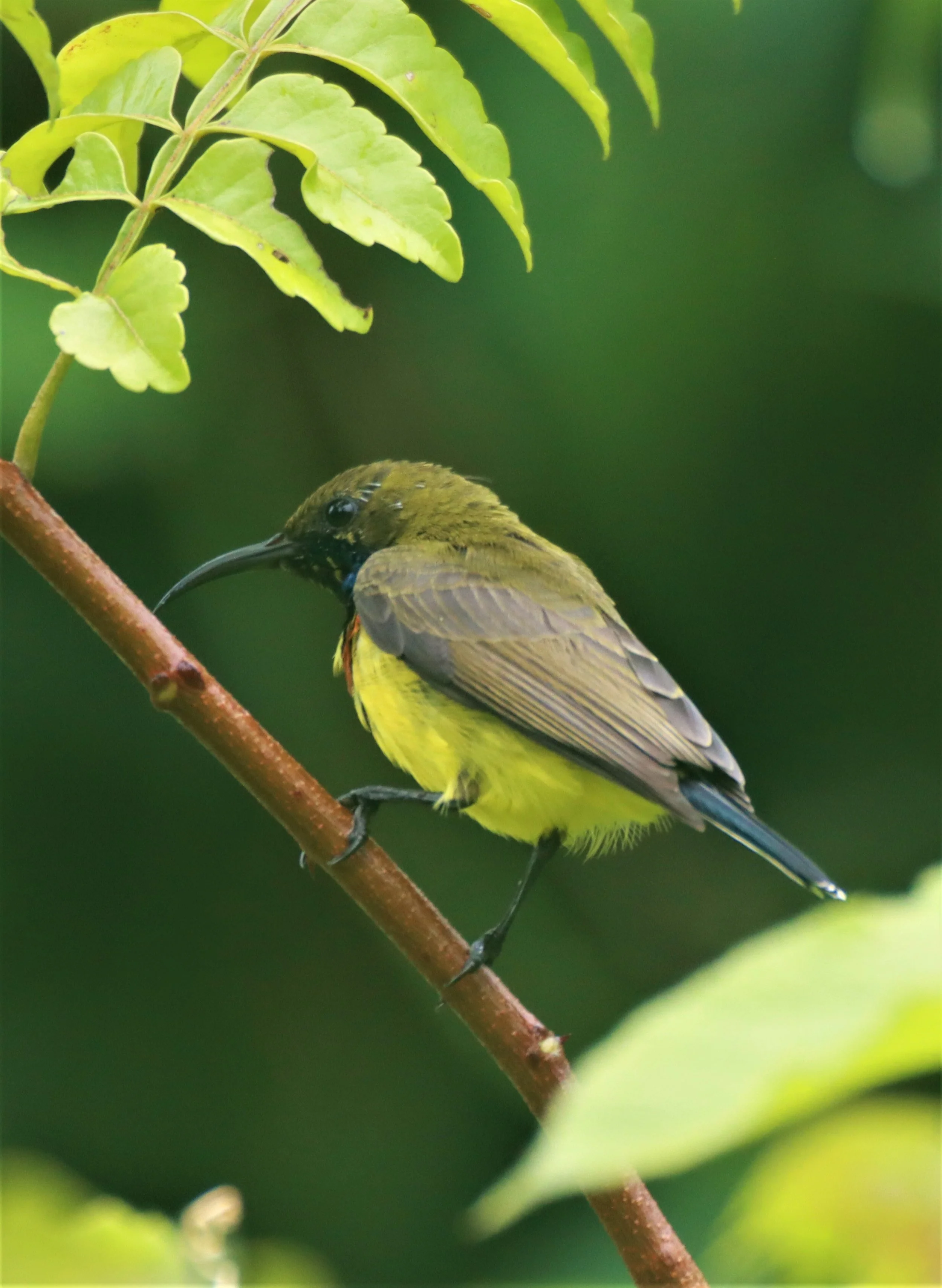 SUNBIRD - OLIVE-BACKED SUNBIRD - Nectarinia jugularis - KHAO SOK SURAT THANI (2).jpg