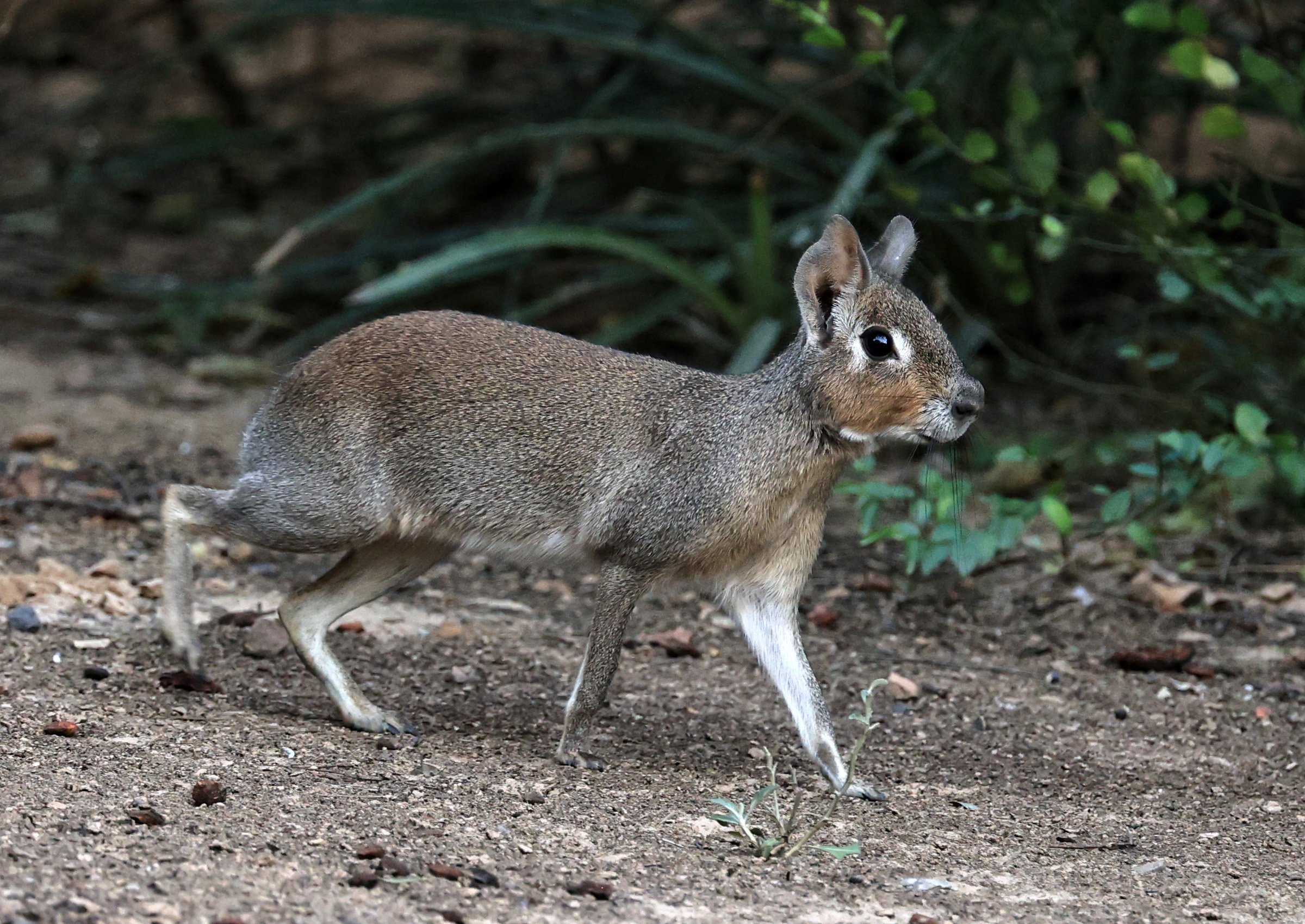 Chacoan Mara (Dolichotis salinicola) Hotel Campestre Iparoma Paraguay (23).jpg