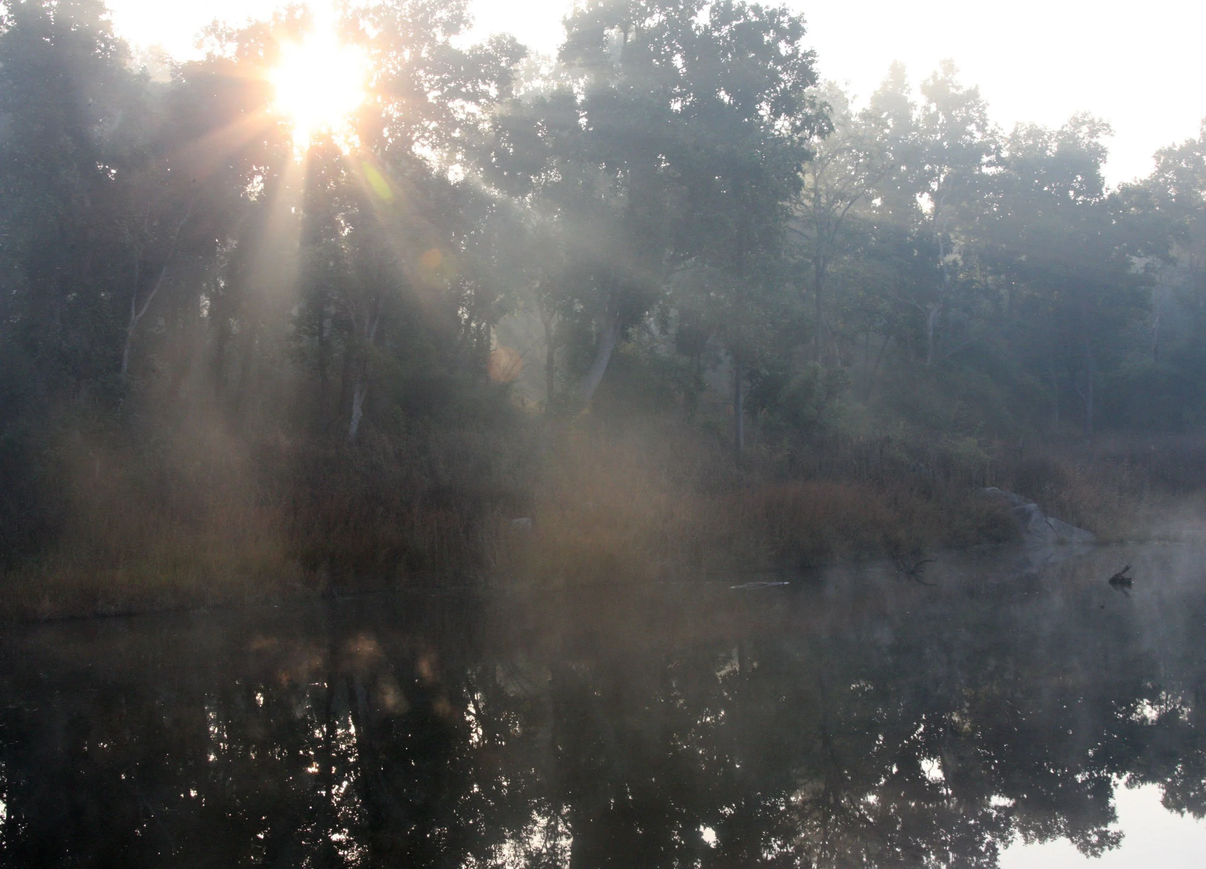 MADHYA PRADESH - KANHA NATIONAL PARK MADHYA PRADESH INDIA (7).JPG
