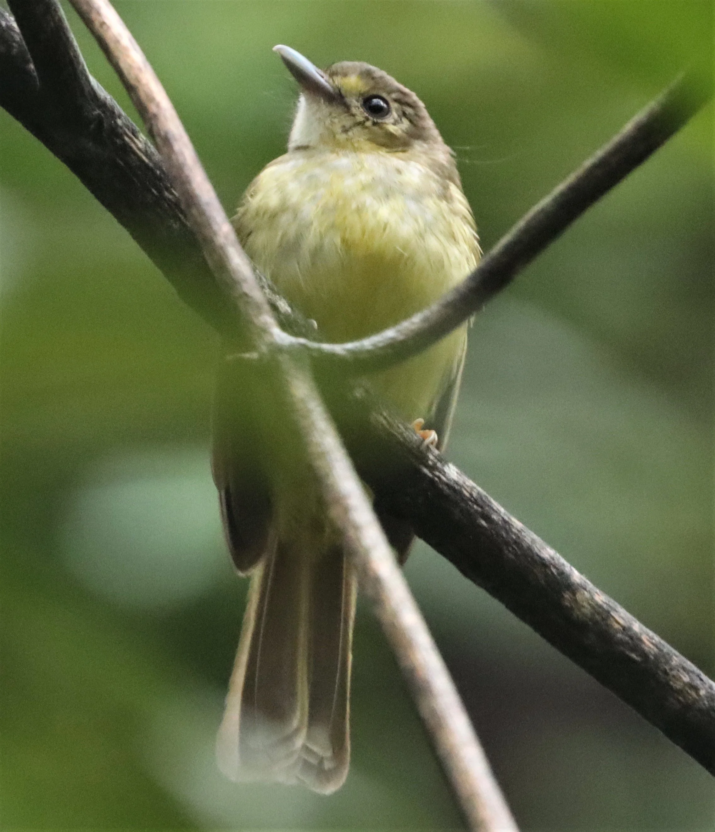 BULBUL - HAIRY-BACKED BULBUL - Tricholestes criniger - HALA BALA WILDLIFE SANCTUARY (2).jpg