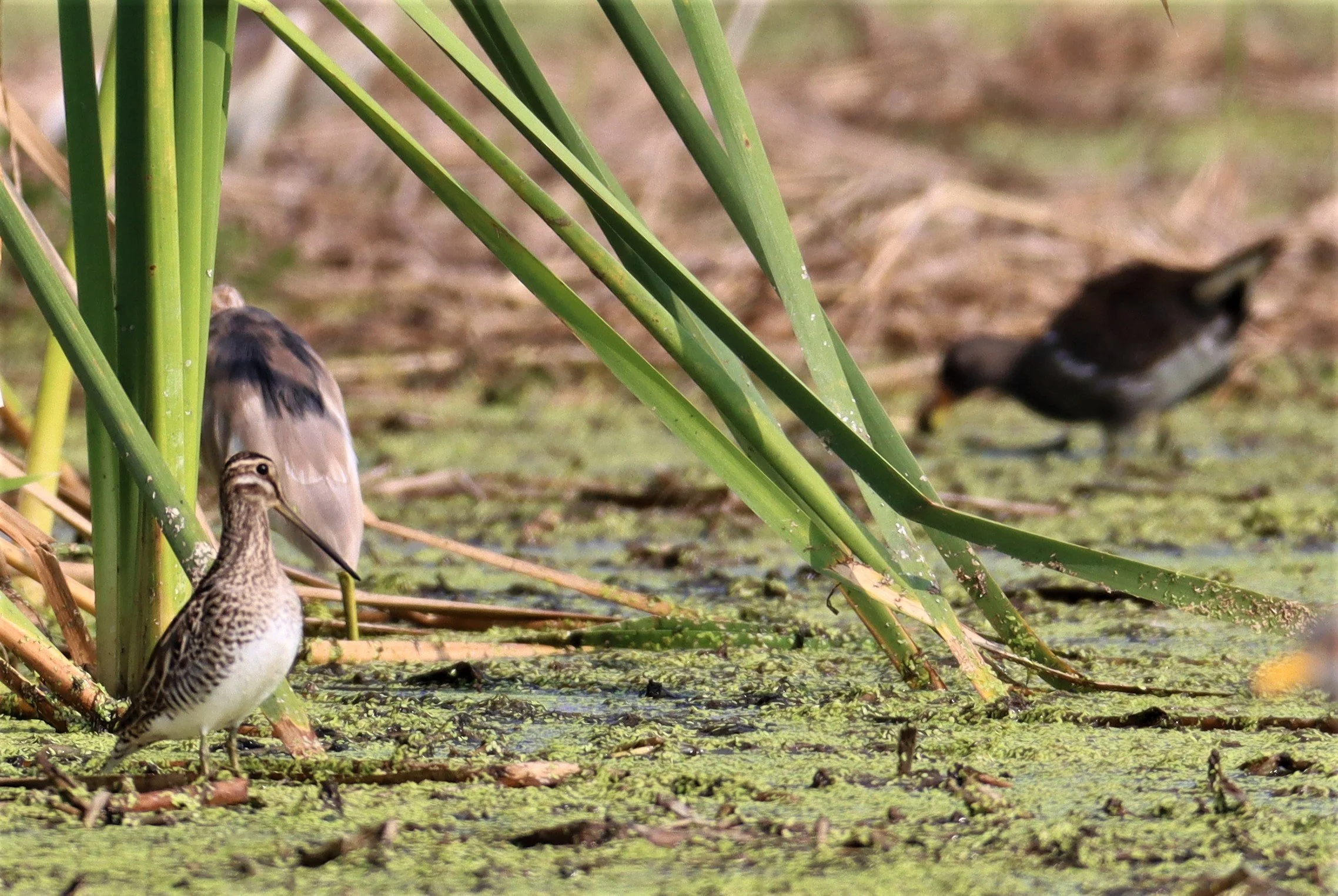SNIPE - COMMON SNIPE - Gallinago gallinago - LAT KRABANG WETLANDS NEAR BKK (132).jpg