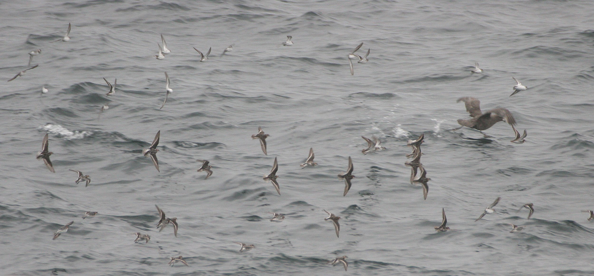 BIRD - PHALAROPES - RED-NECKED IN KURILS RUSSIA (2).jpg