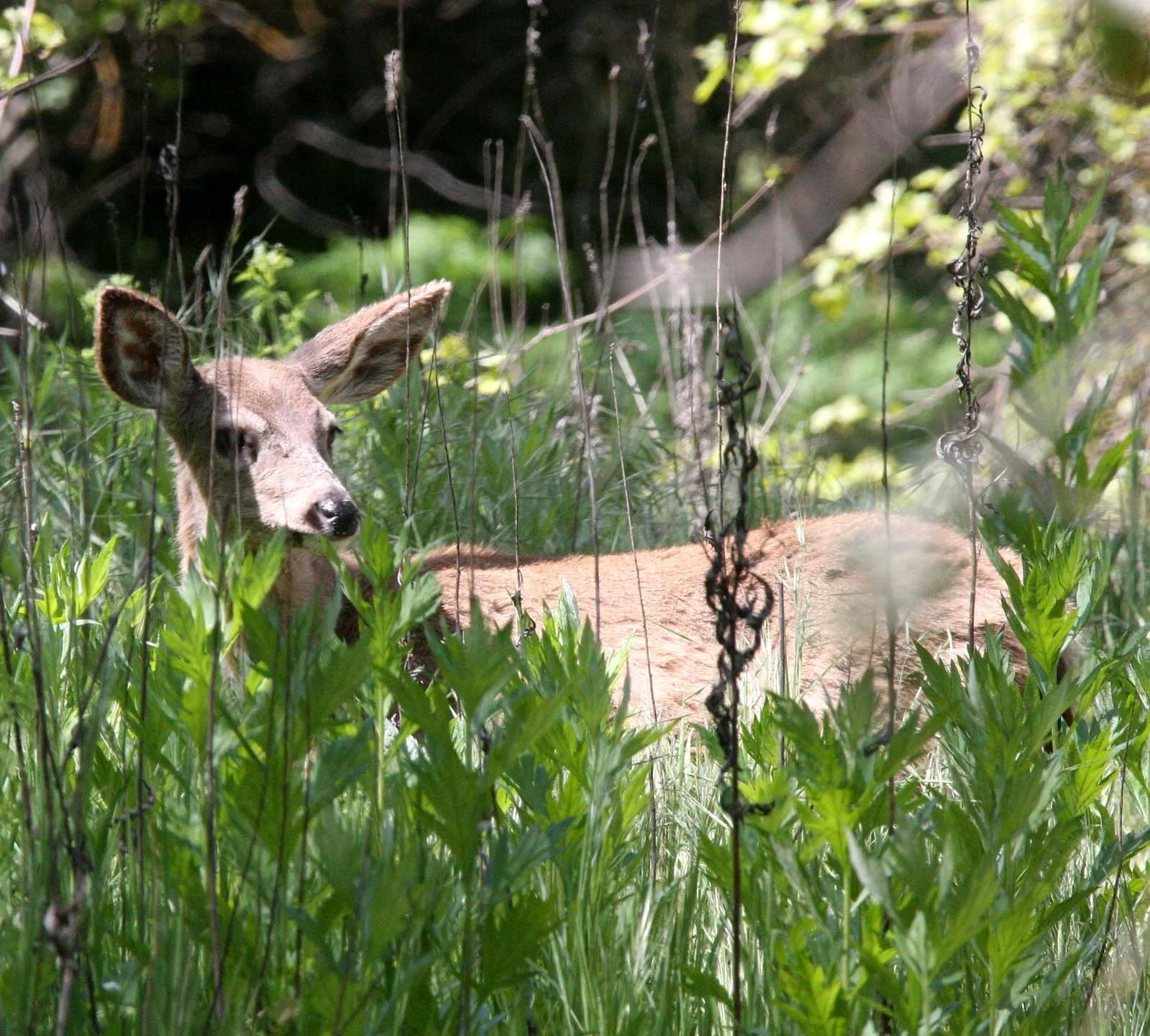 Odocoileus hemionus californicus - CALIFORNIA MULE DEER - ASILOMAR RESERVE MONTEREY CALIFORNIA.JPG