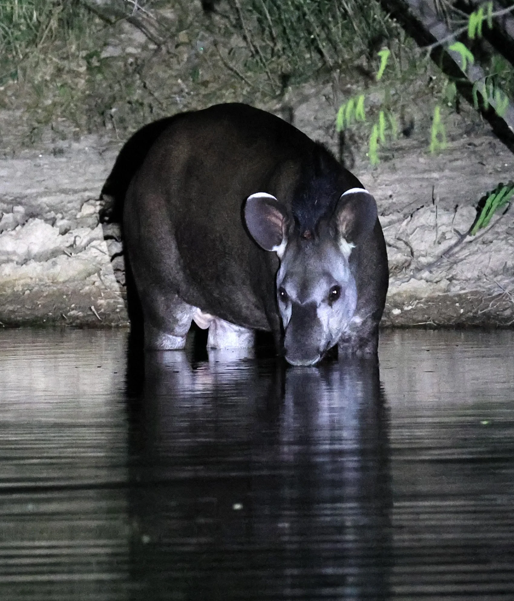 South American Tapir (Tapirus terrestris) Hotel Campestre Iparoma Paraguay  (30).jpg